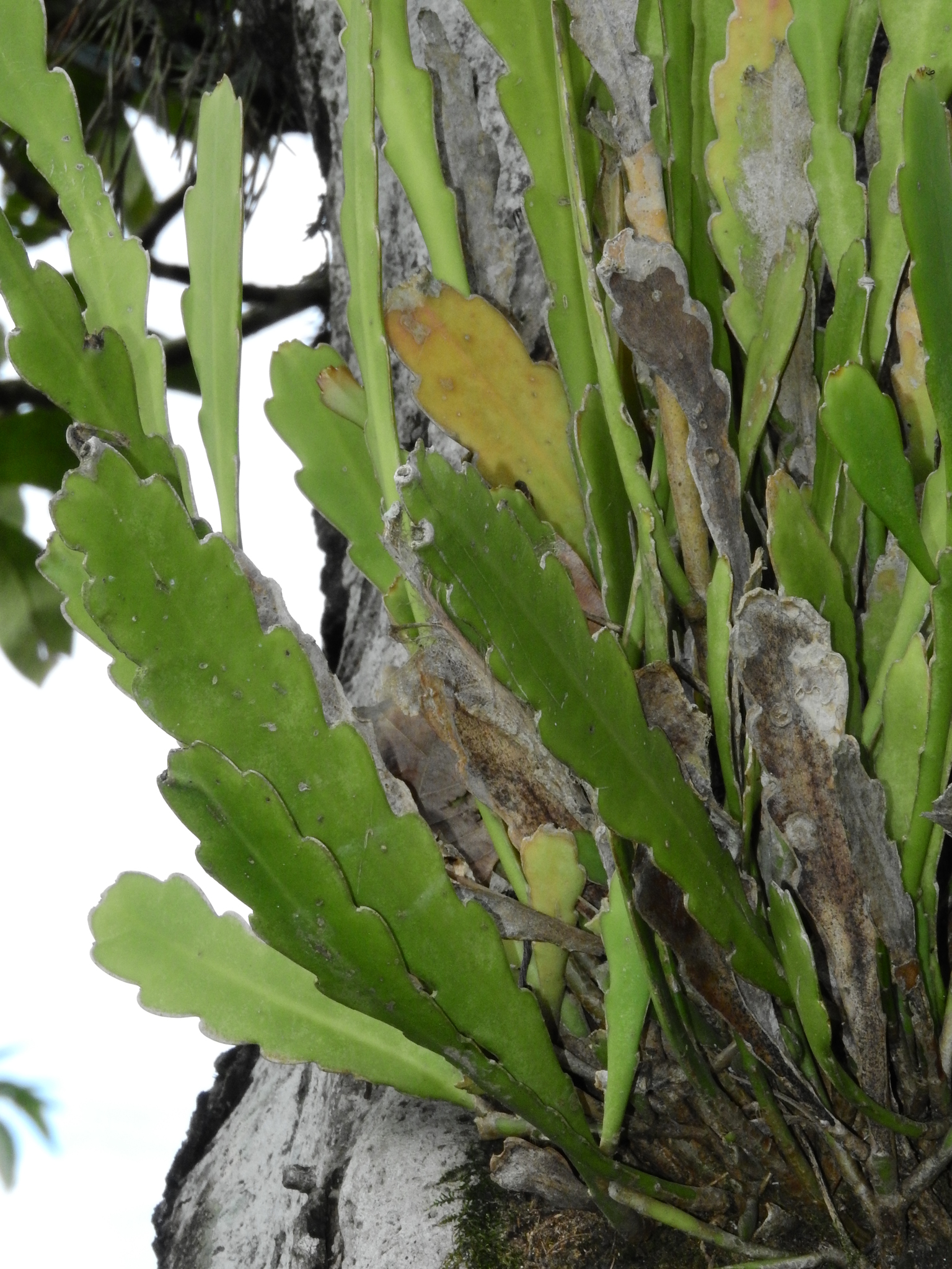 Photo of Epiphyllum phyllanthus (10/12)