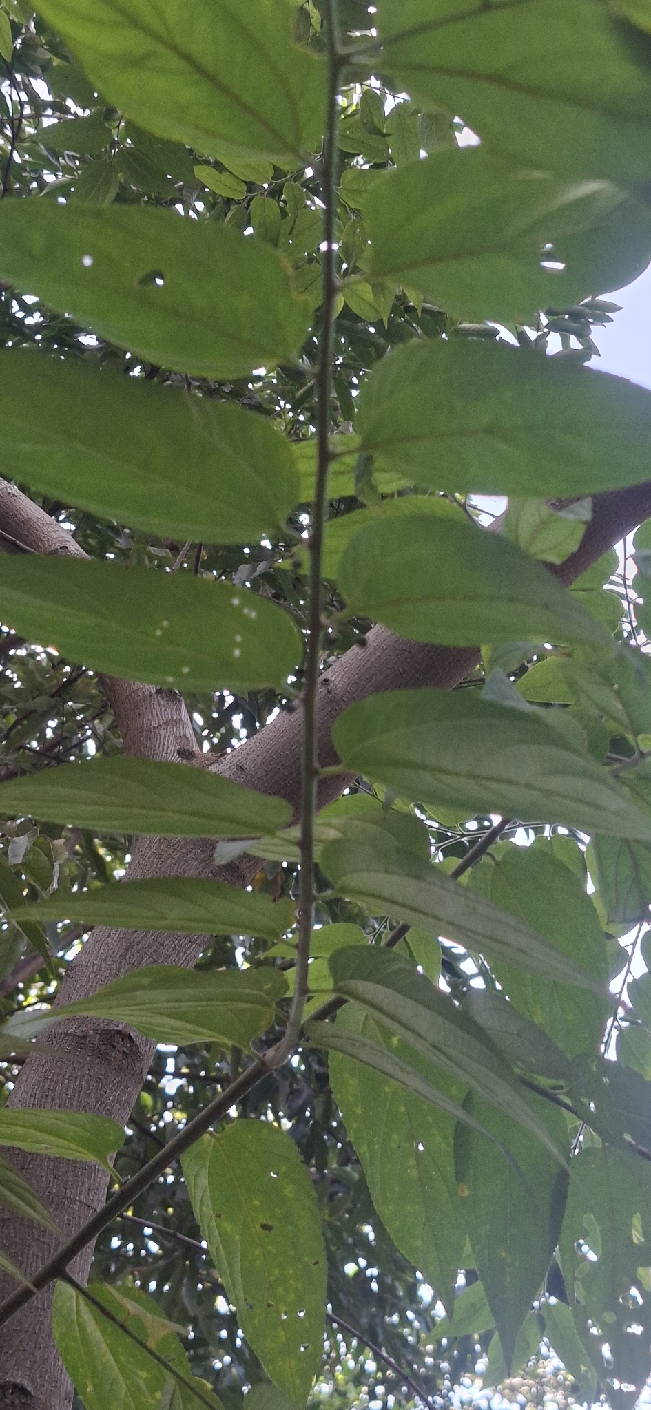 Photo of Nettletree (3/12)