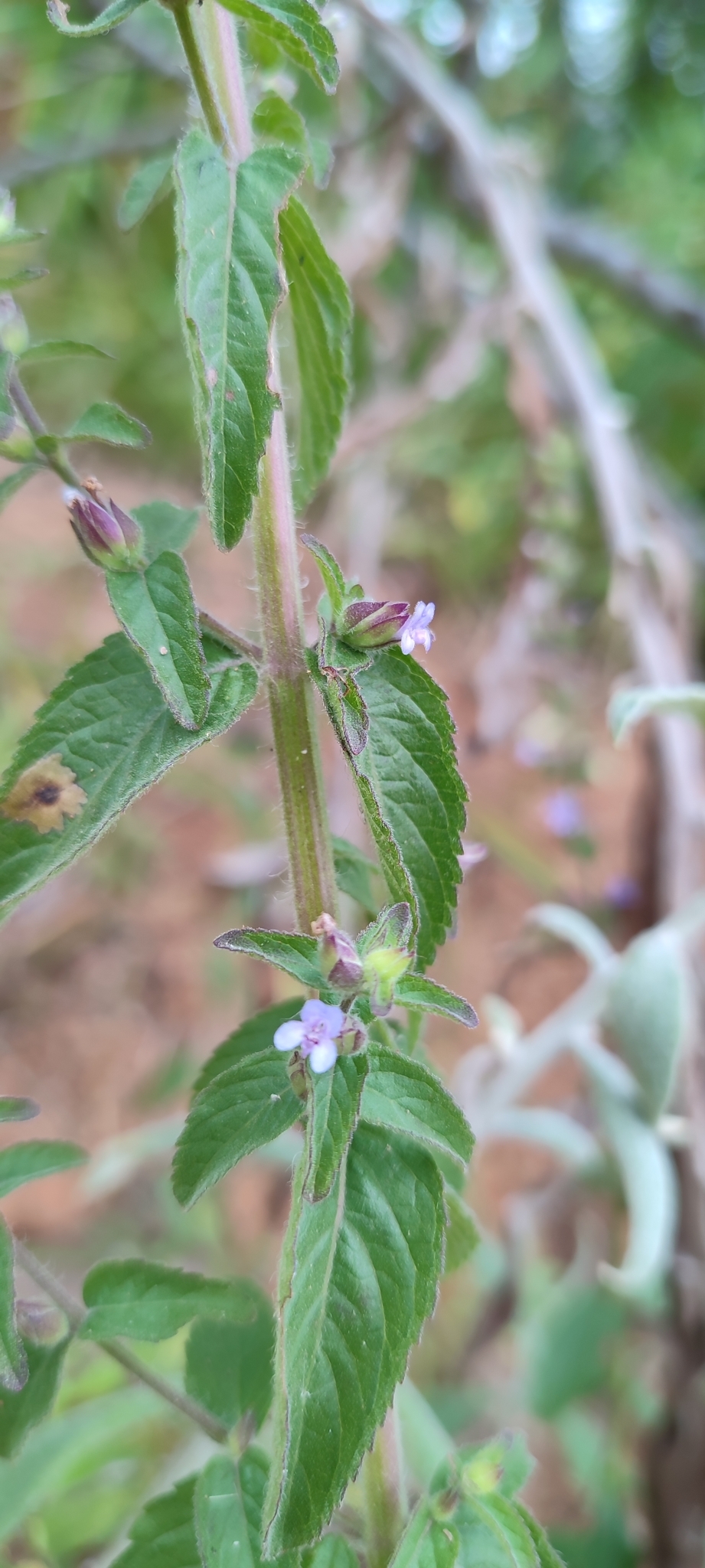 Photo of Oocephalus oppositiflorus (2/12)