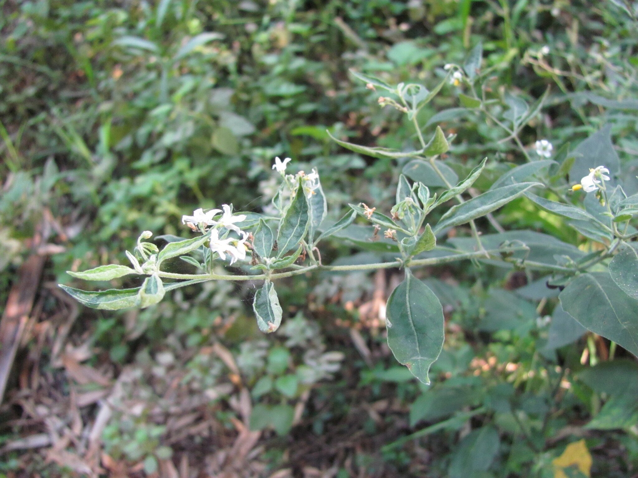 Photo of tall nightshade (3/12)