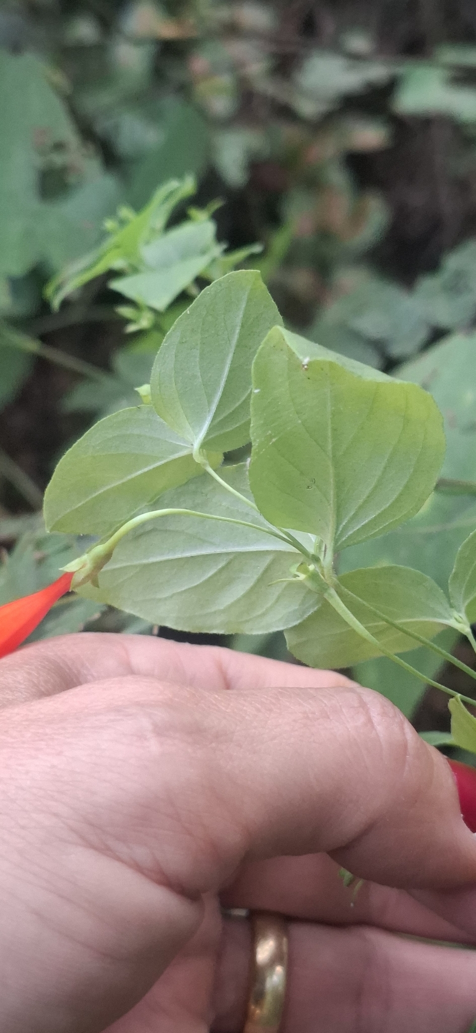Photo of Firecracker Vine (4/7)