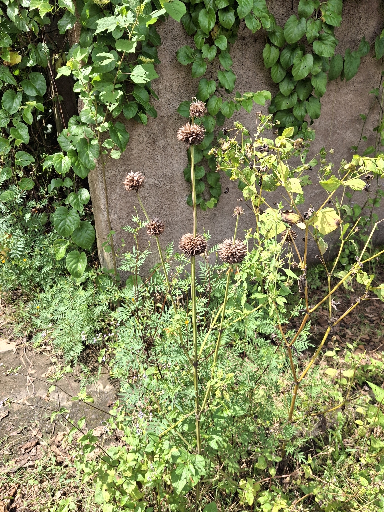 Photo of lion's ear (1/7)