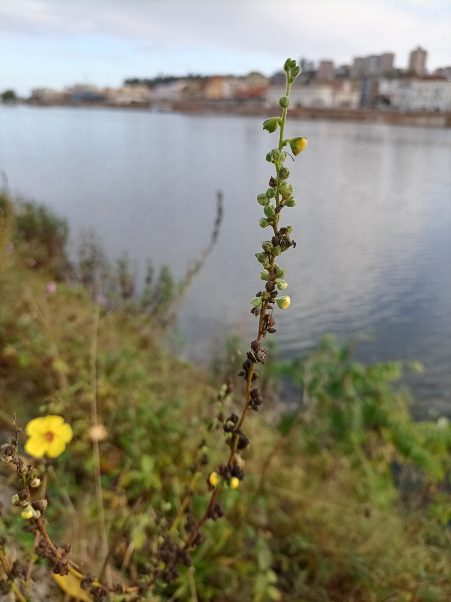 Photo of wavyleaf mullein (7/12)