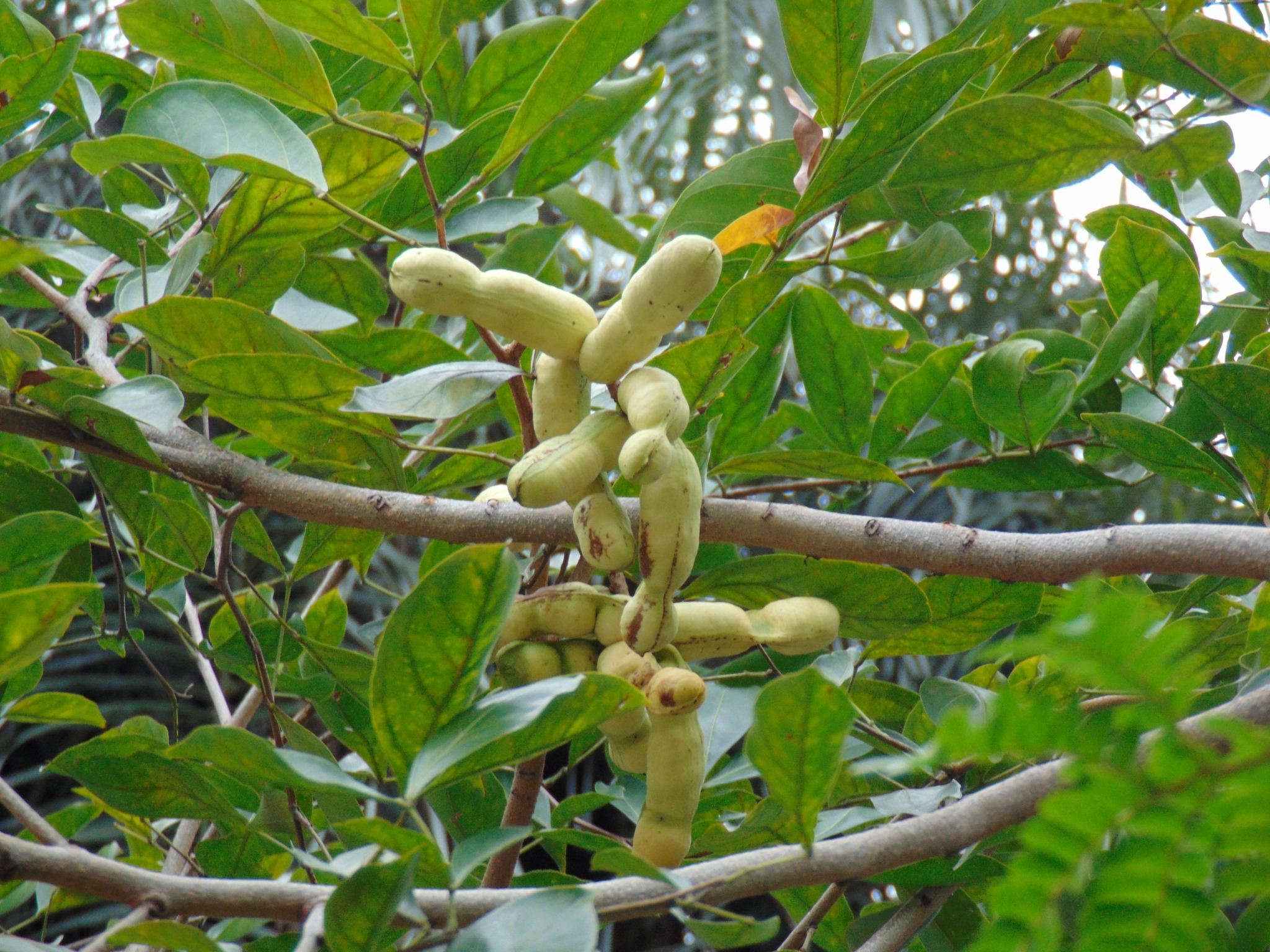 Photo of sacky sac bean (7/10)