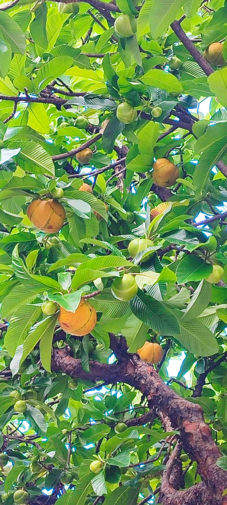 Photo of elephant apple (7/9)