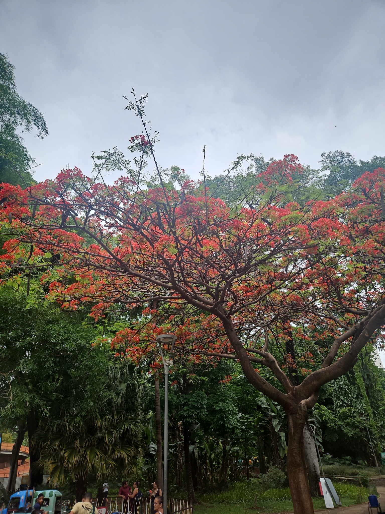 Photo of Flamboyant (2/12)