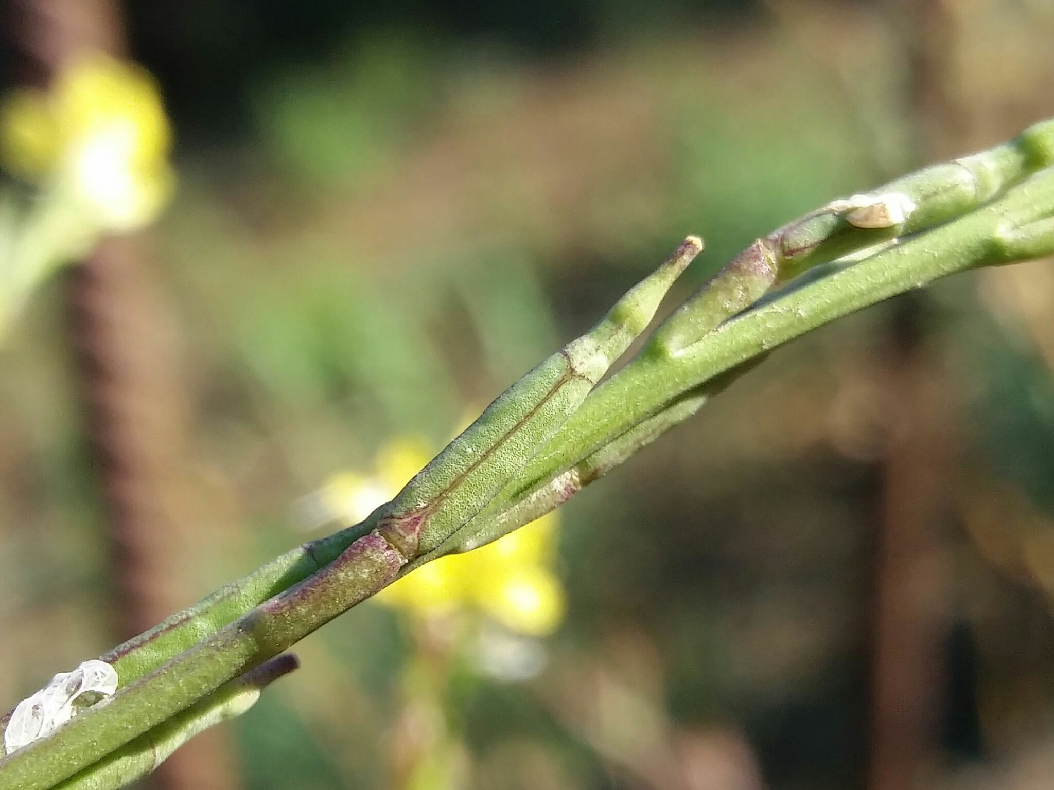 Photo of Shortpod Mustard (1/12)