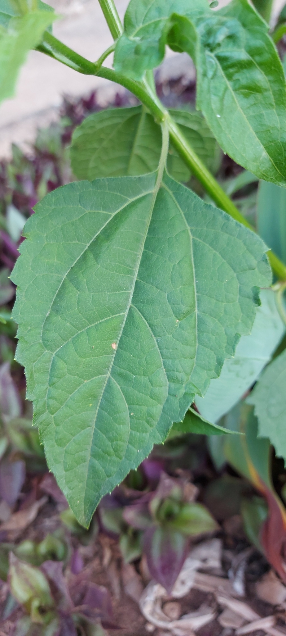 Photo of Siam weed (6/7)