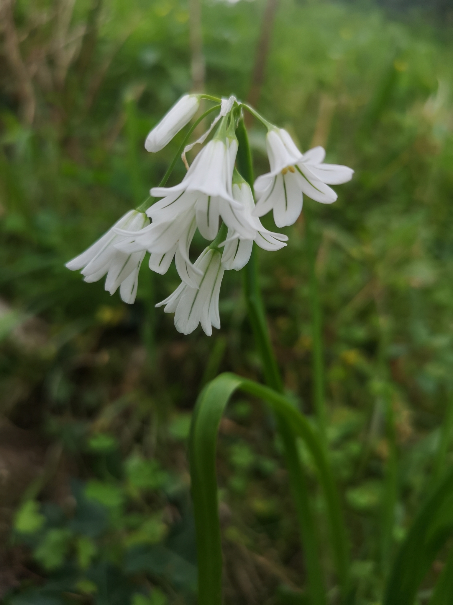 Photo of Three-cornered garlic (2/9)