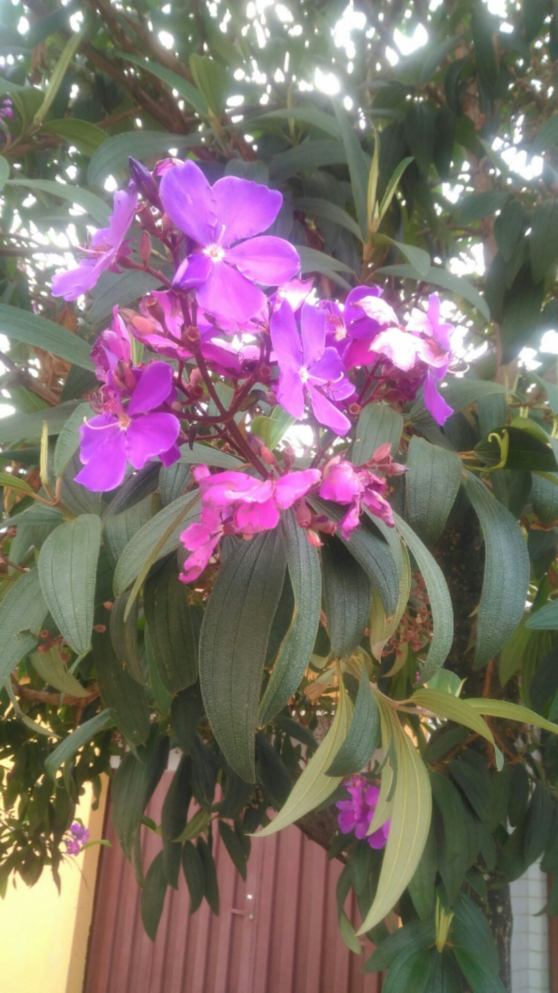 Photo of Glory Bush Tree (11/12)