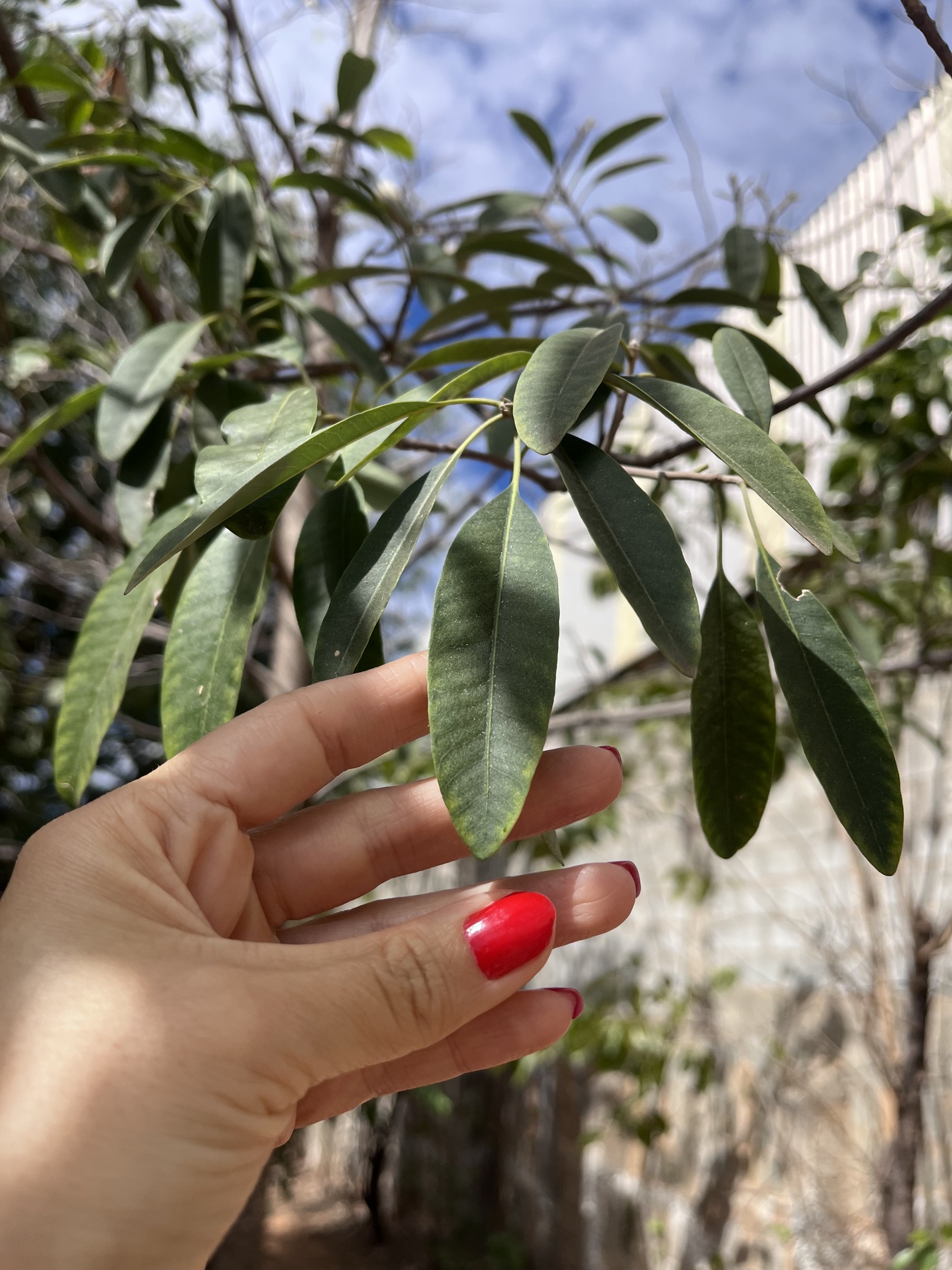 Photo of Aspidosperma (3/6)
