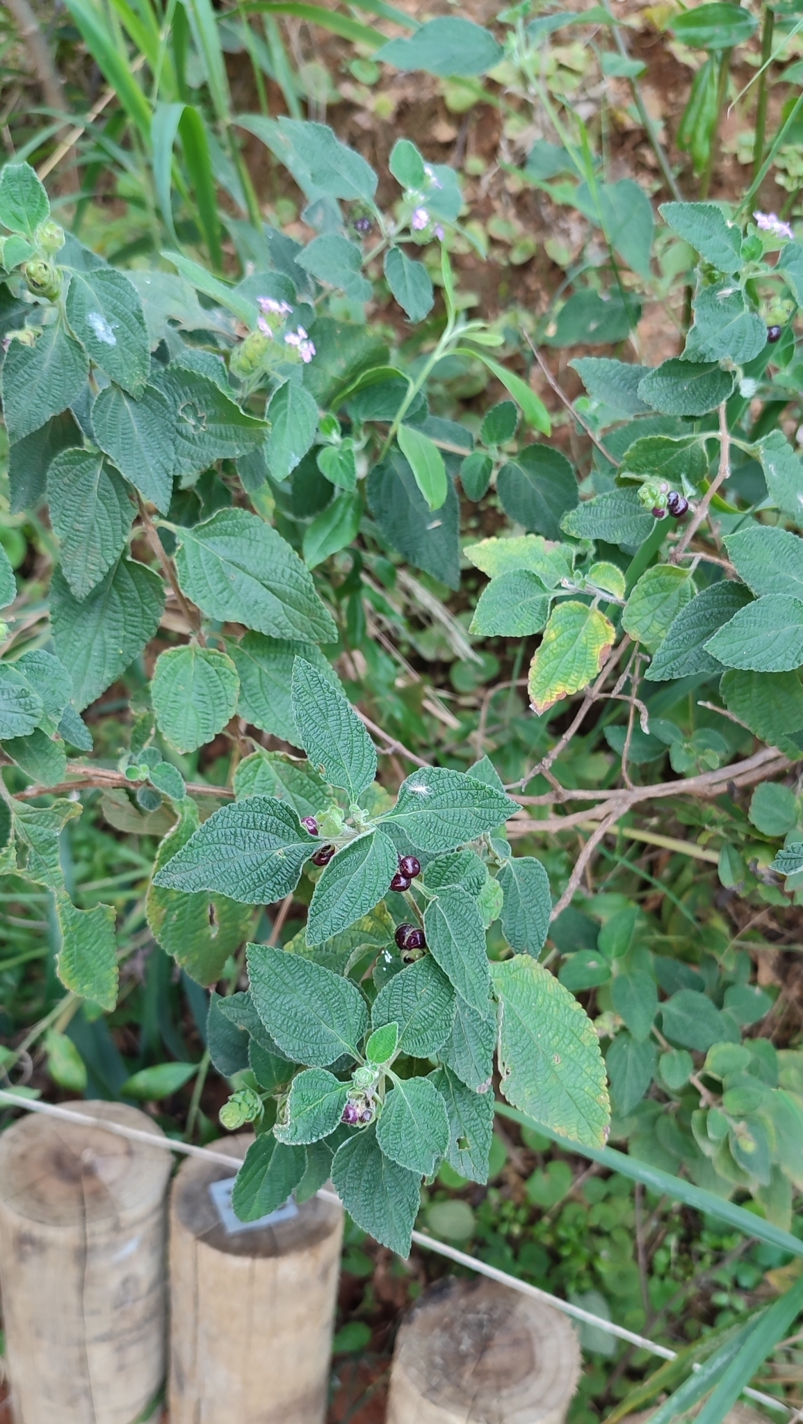 Photo of Lantana fucata (10/12)