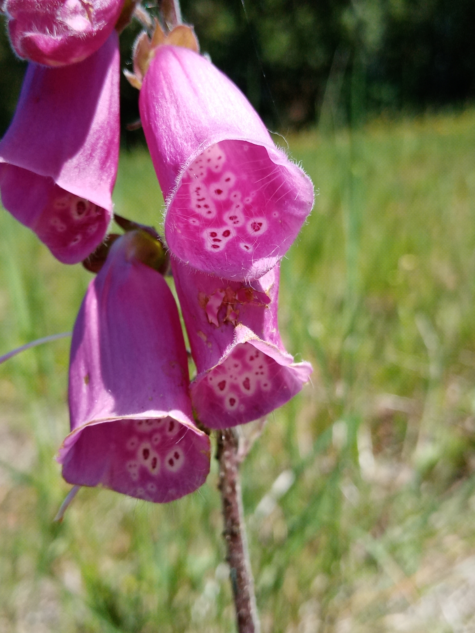 Photo of purple foxglove (9/12)