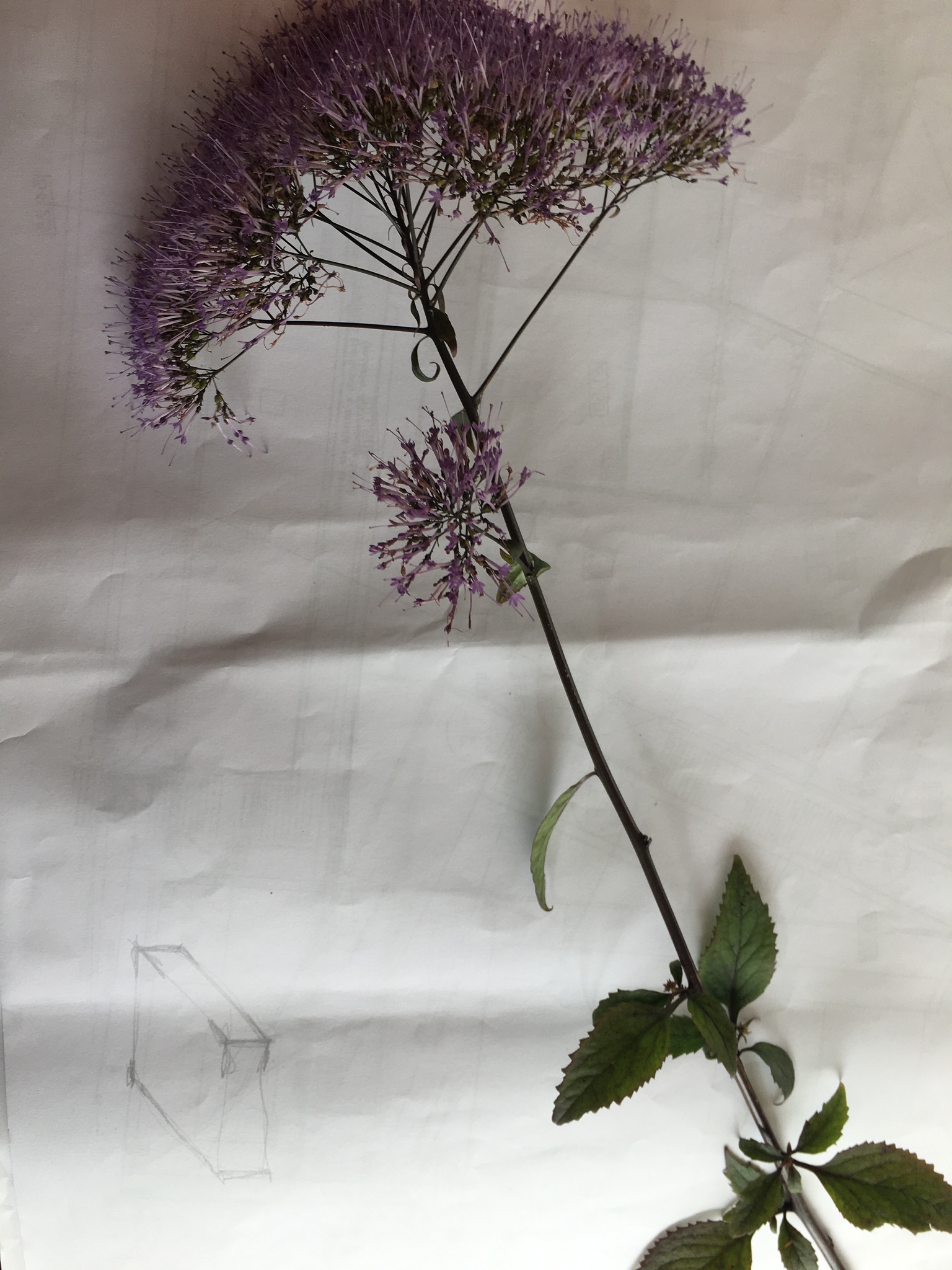 Photo of Throatwort (3/12)