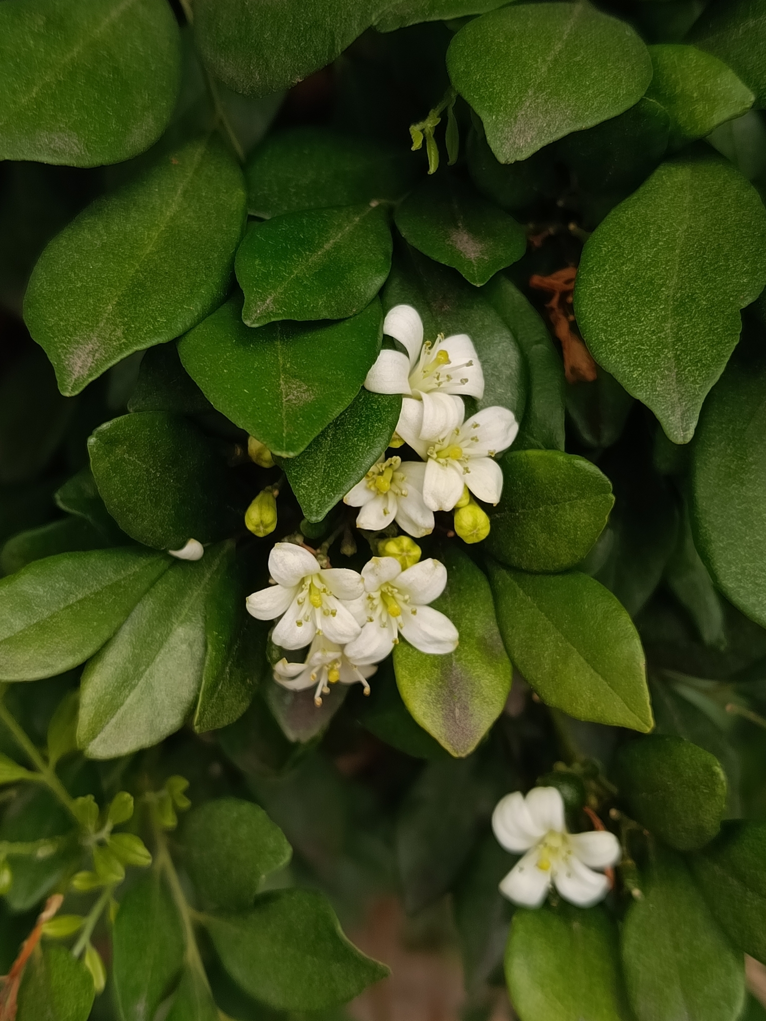 Photo of Murraya (2/8)