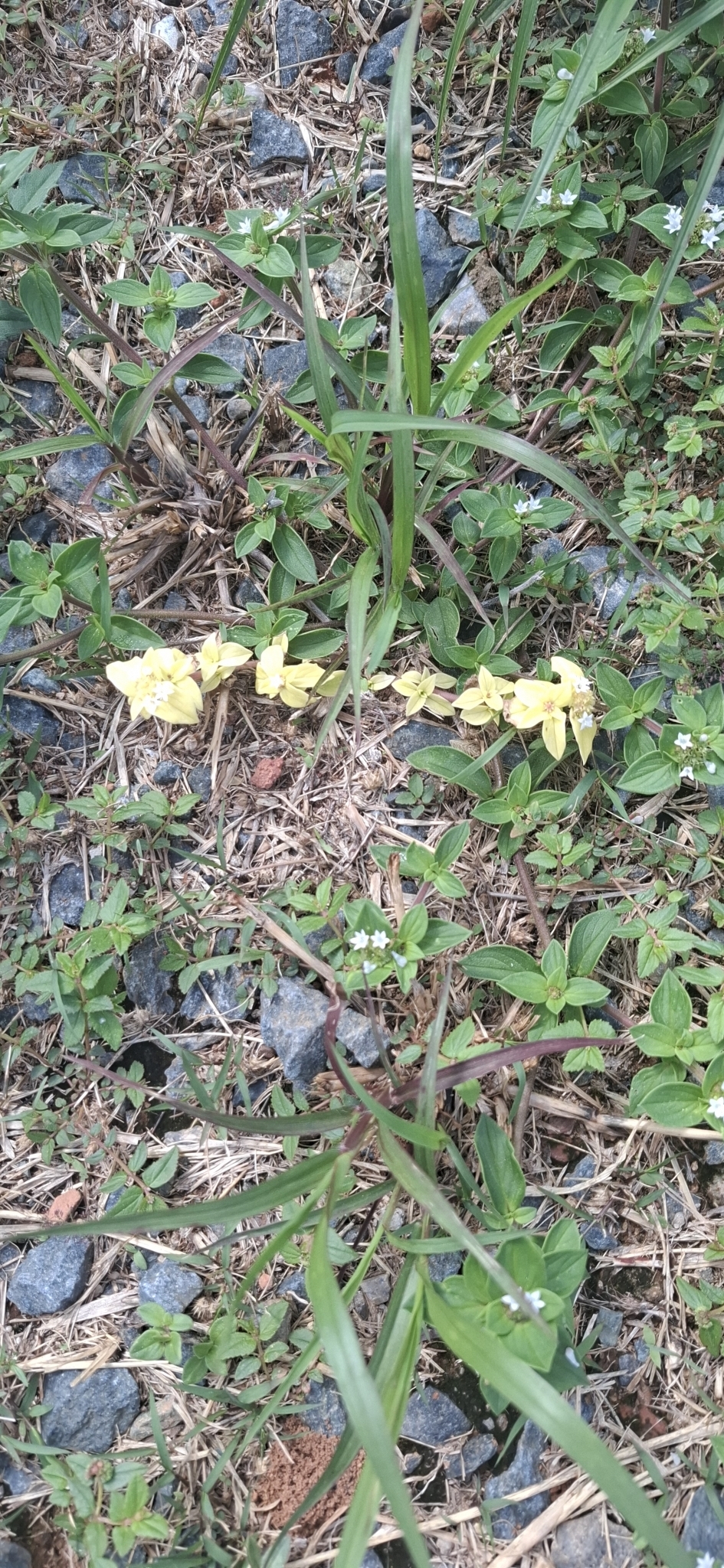 Photo of Tropical Mexican Clover (1/8)