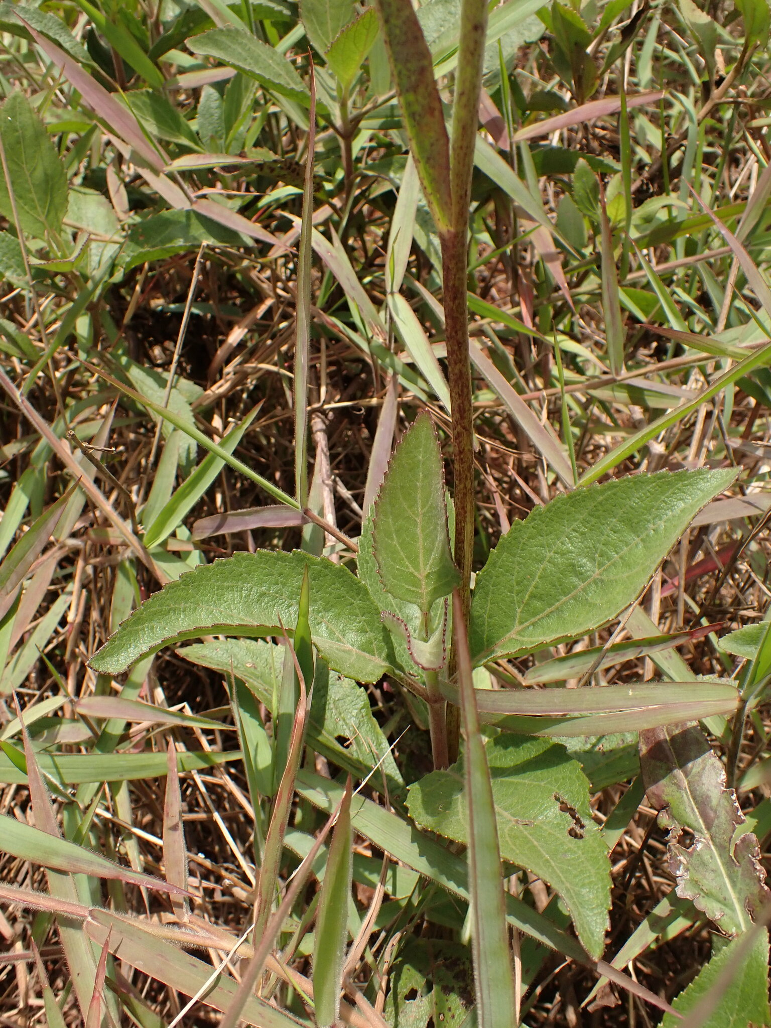 Photo of Hieracium (4/7)