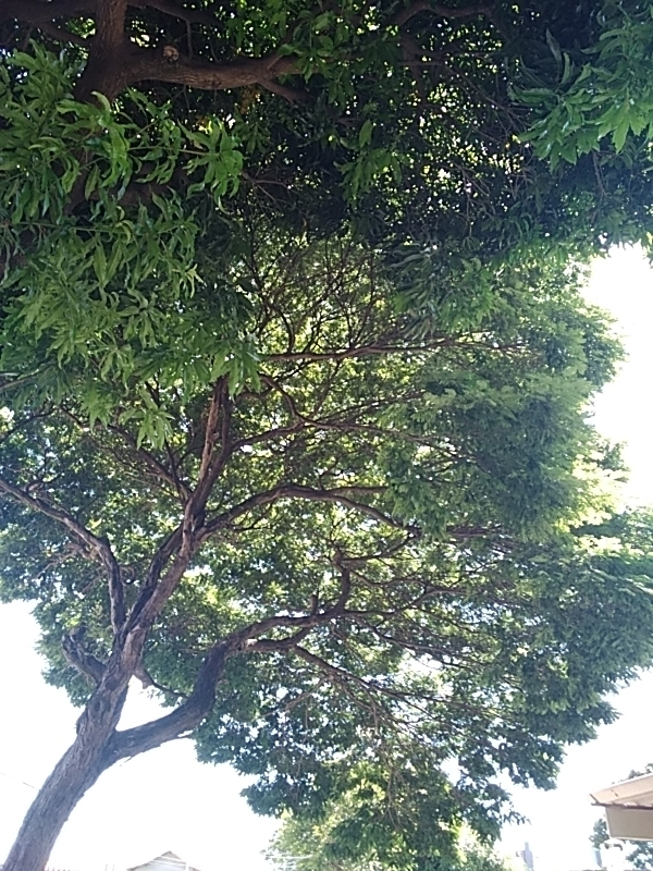Photo of Indian mango (5/12)