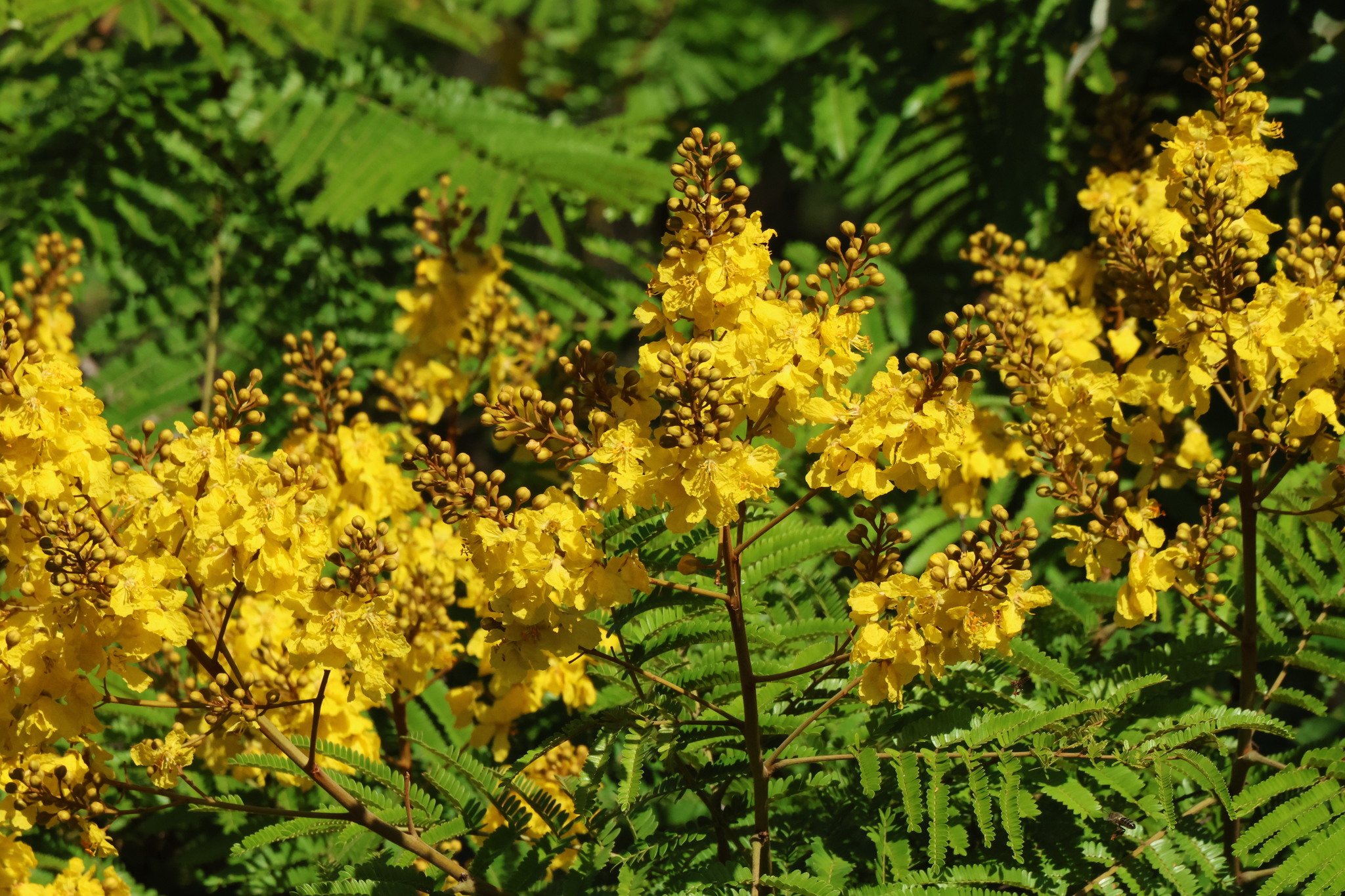 Photo of Yellow Poinciana (1/6)