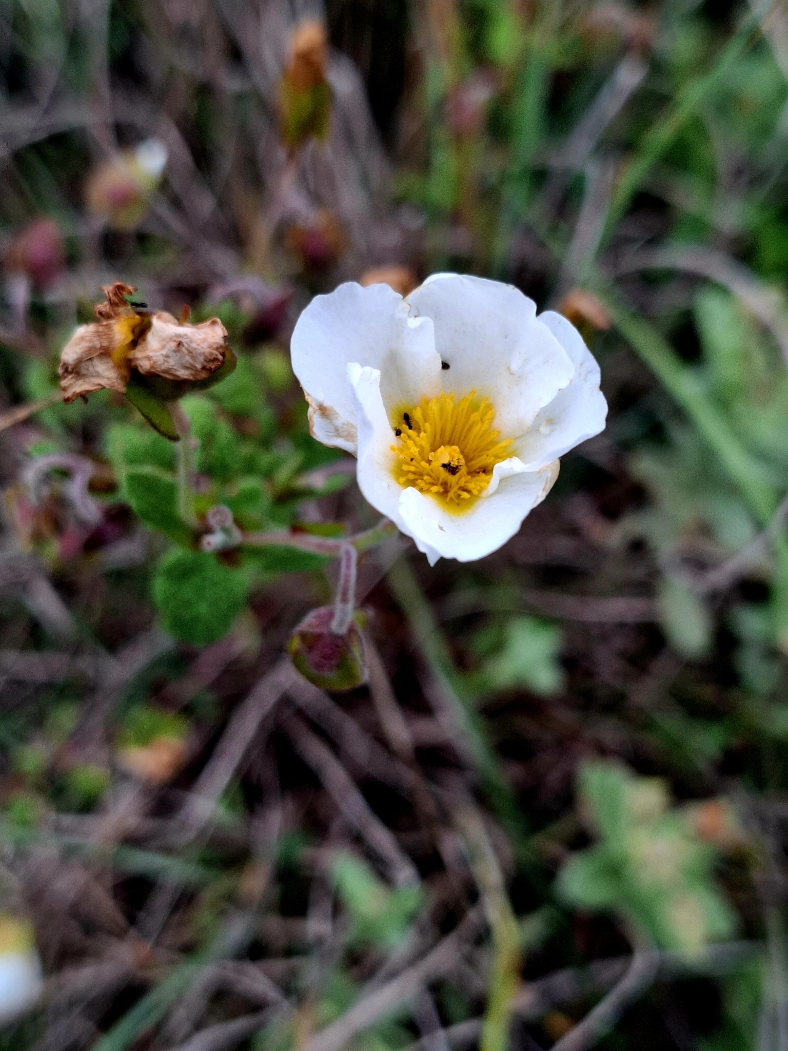 Photo of Sage-leaved Rock-rose (8/12)