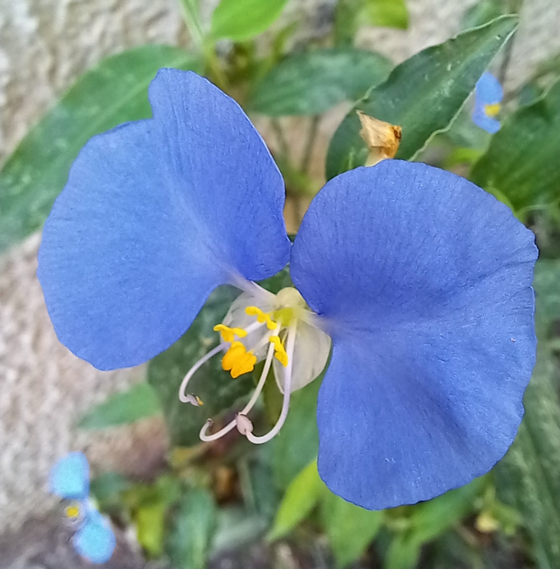 Photo of whitemouth dayflower (8/12)