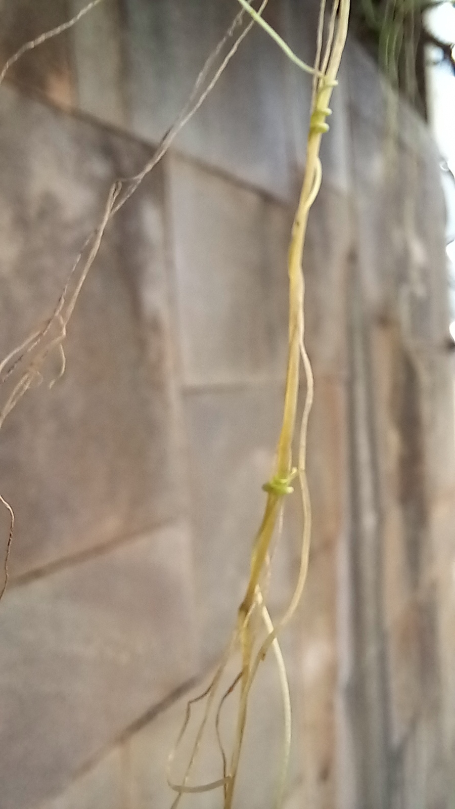 Photo of Cuscuta (1/5)