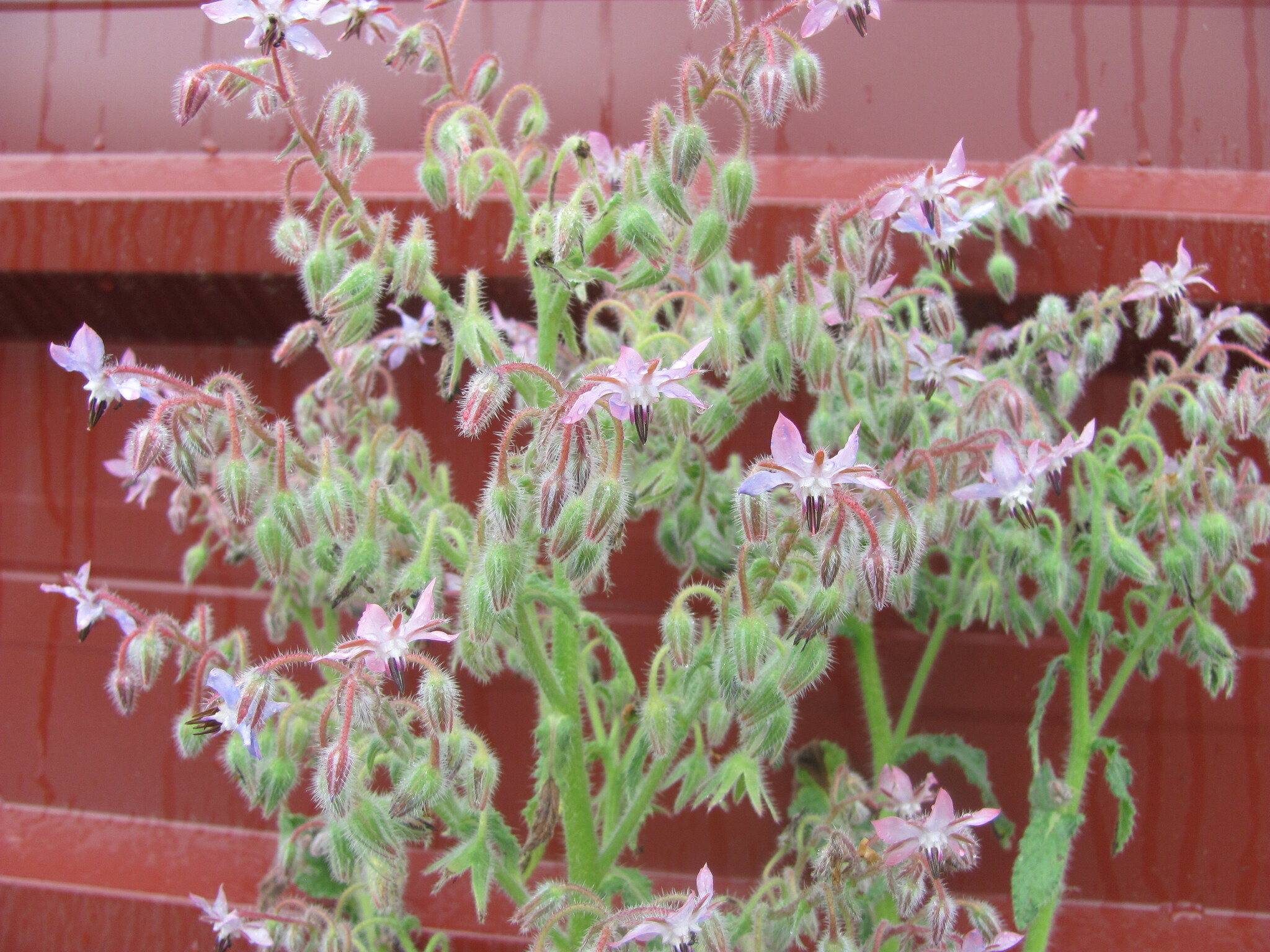 Photo of Borage (2/11)