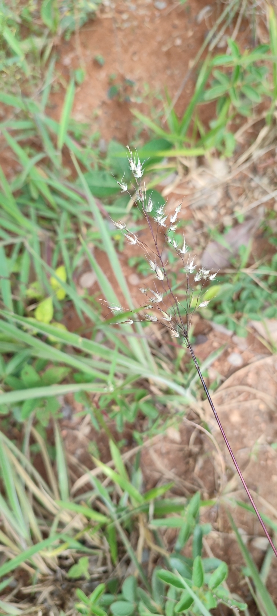 Photo of Eragrostis polytricha (1/12)