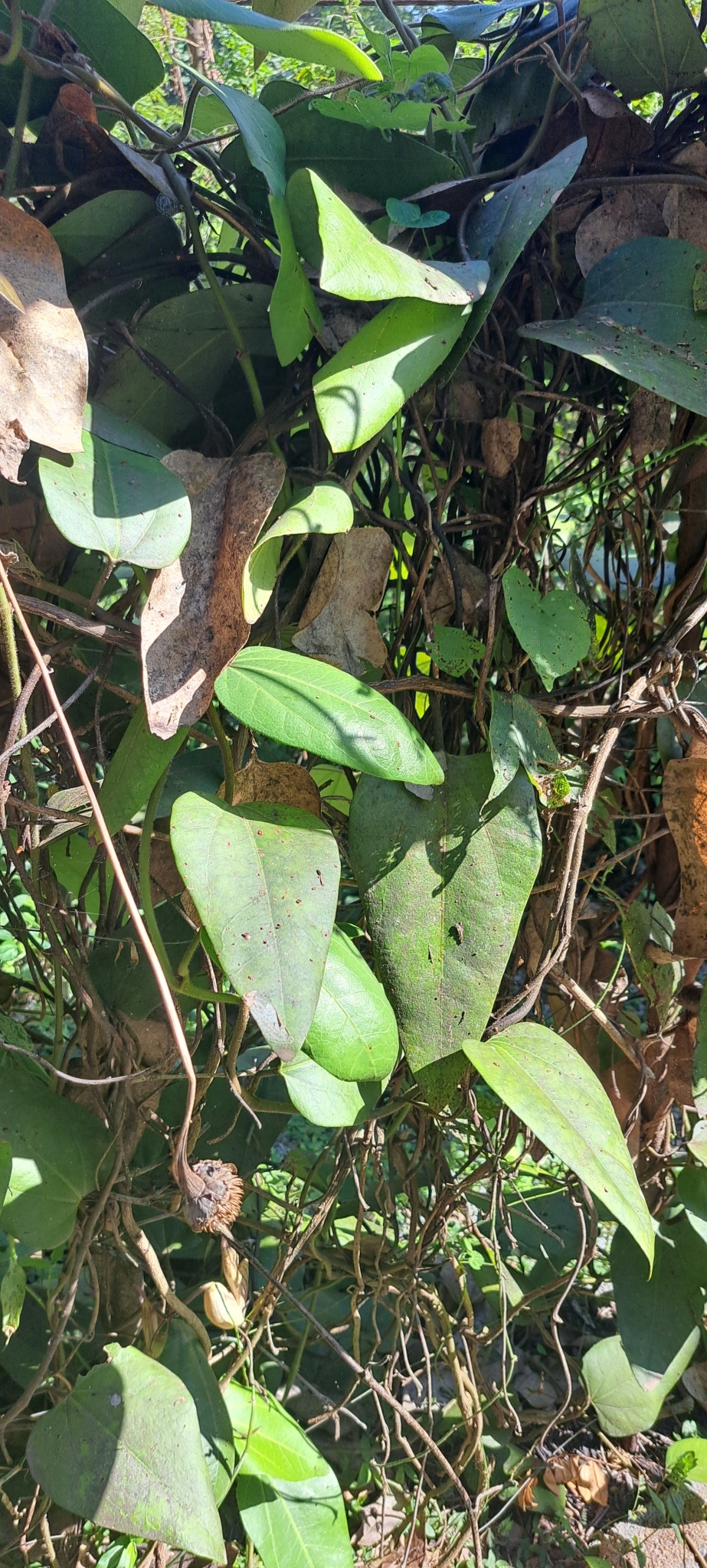 Photo of Brazilian Dutchman's Pipe (12/15)