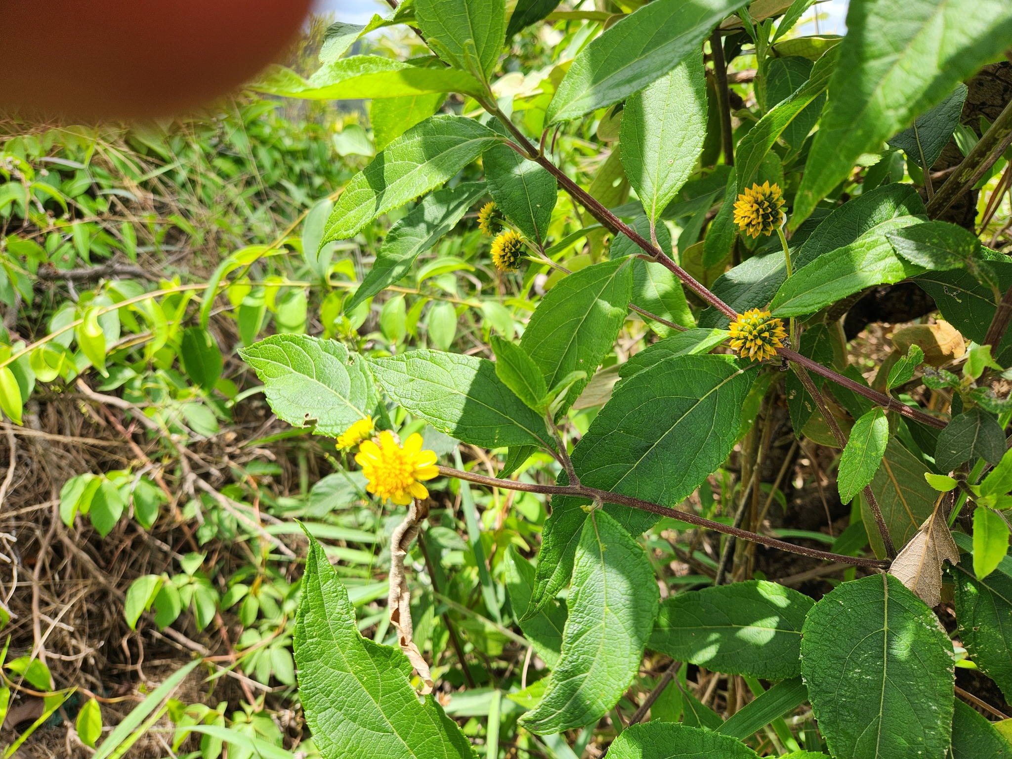 Photo of Tilesia baccata (8/12)