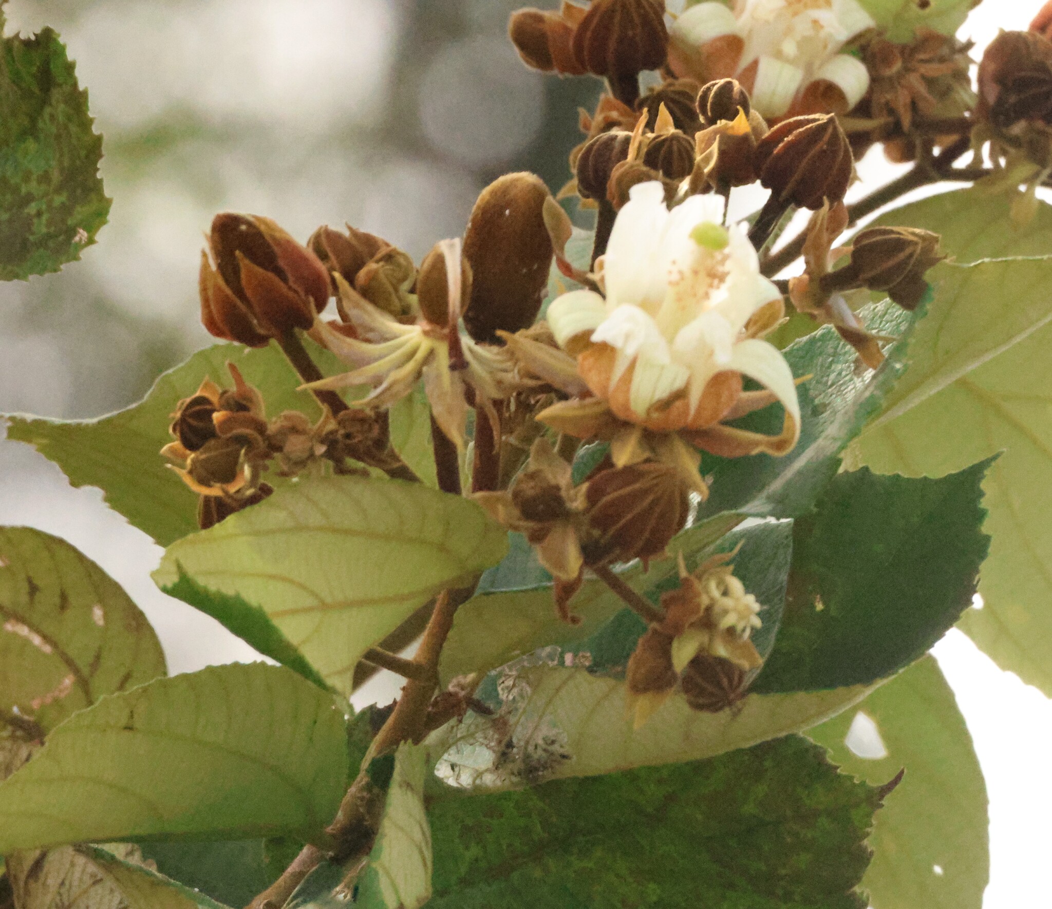 Photo of Luehea divaricata (1/12)
