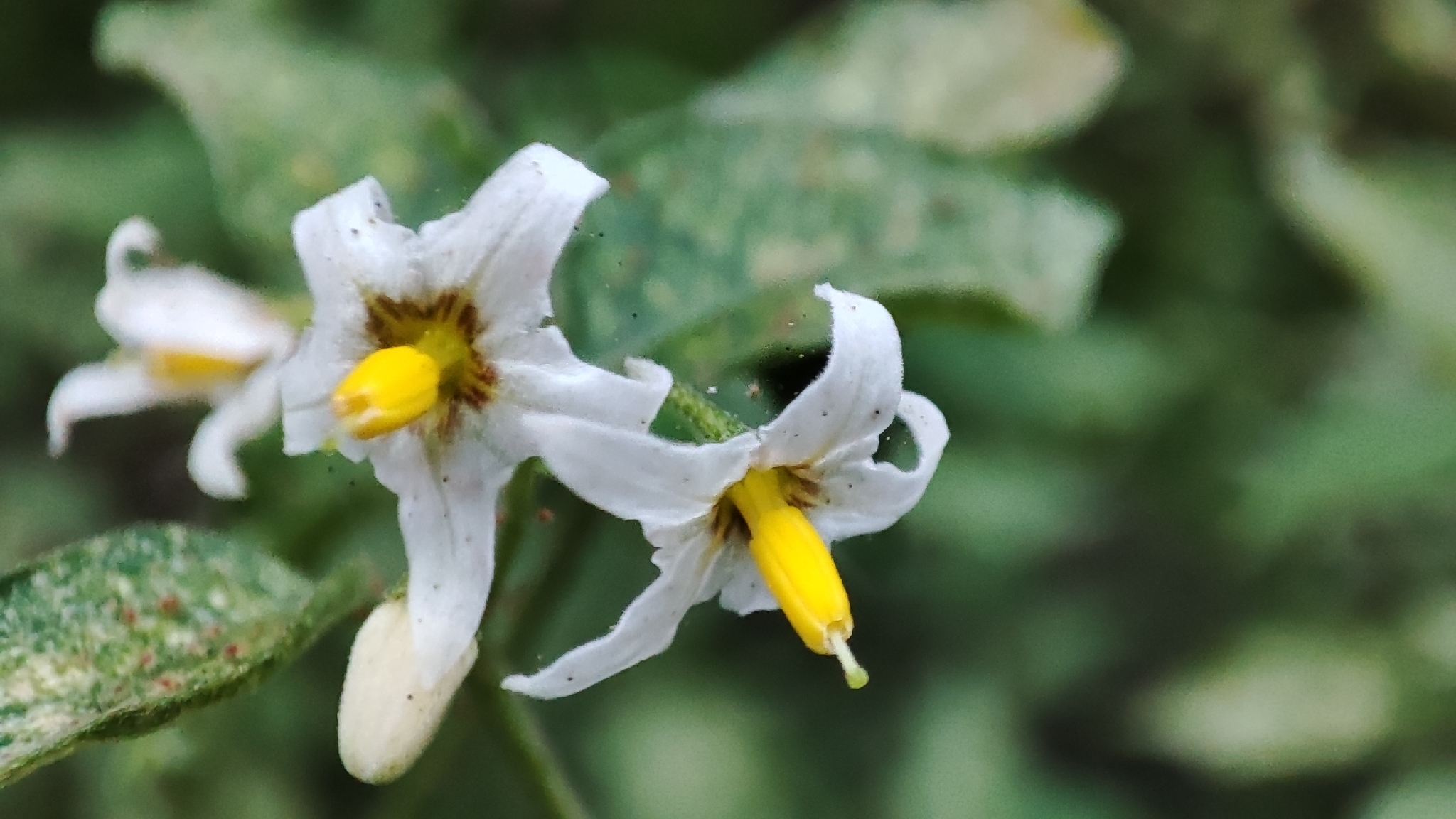 Photo of tall nightshade (4/12)