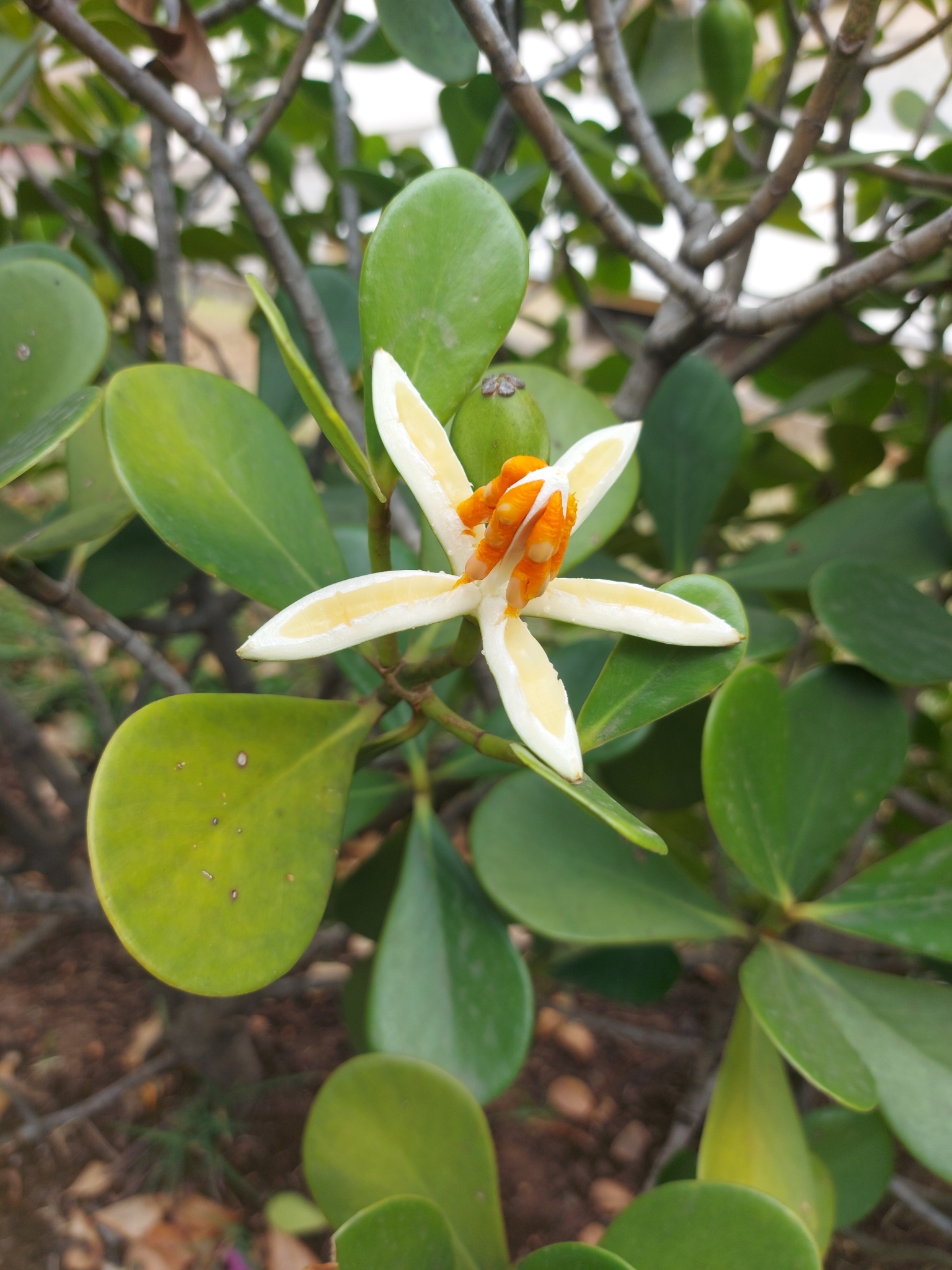 Photo of Clusia fluminensis (2/8)