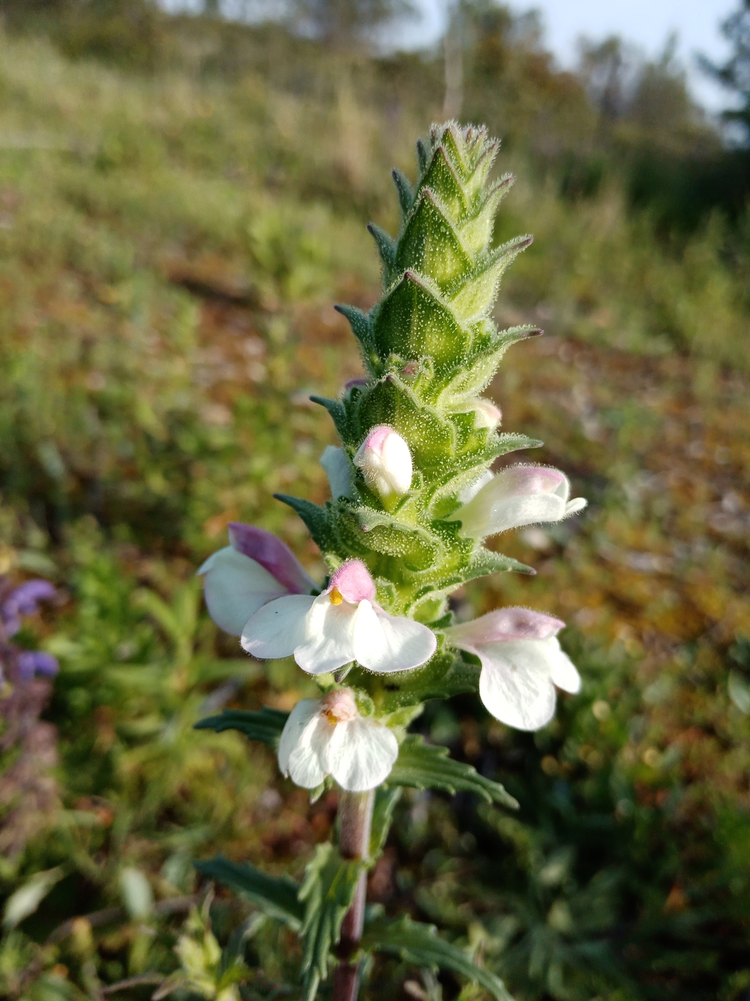 Photo of Mediterranean lineseed (10/10)