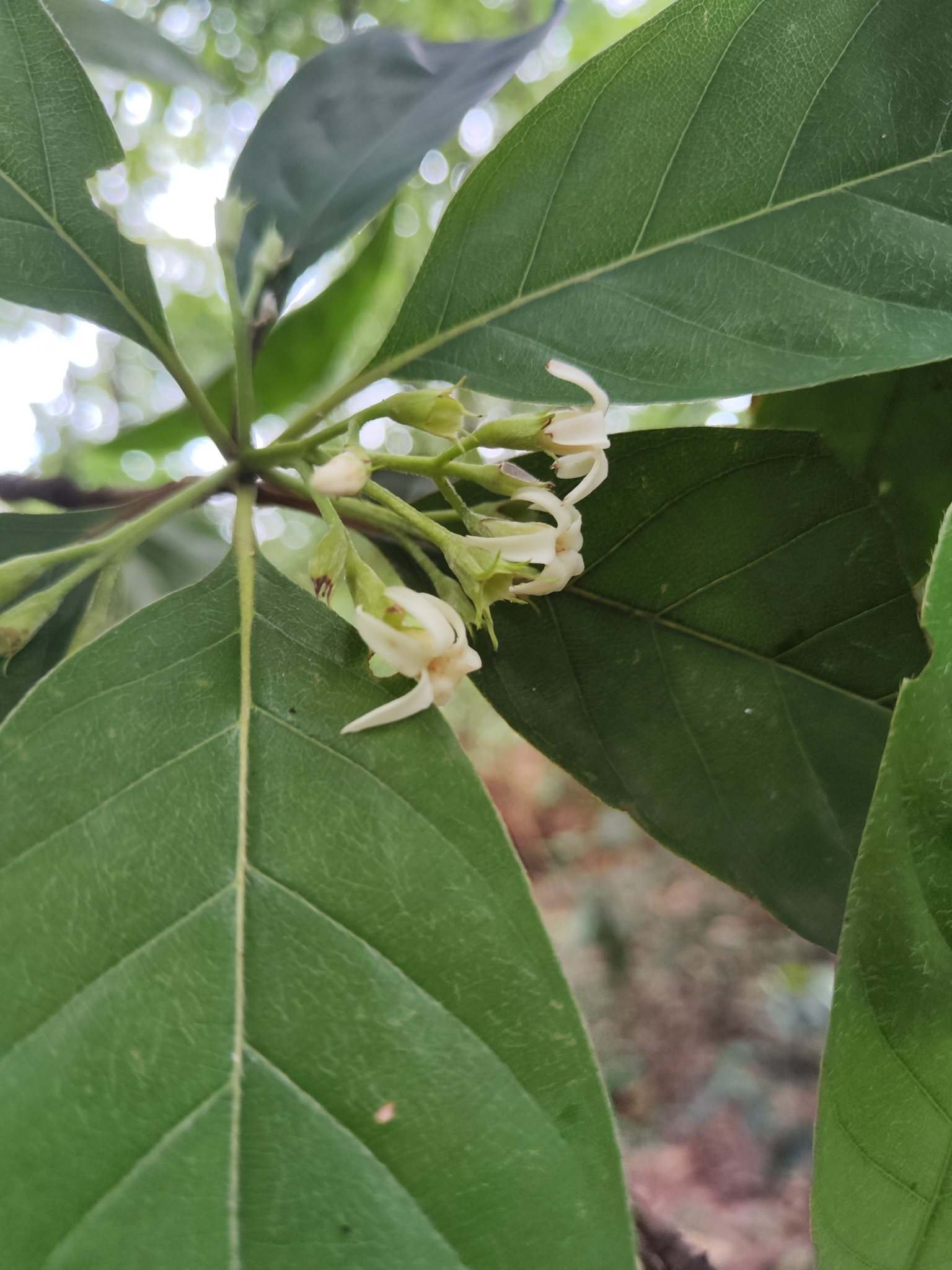 Photo of Rubiaceae (3/7)