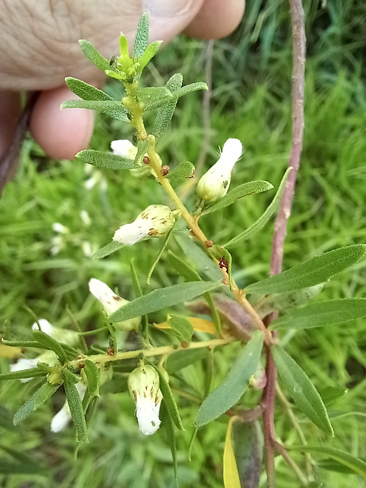 Photo of Baccharis dracunculifolia (6/12)