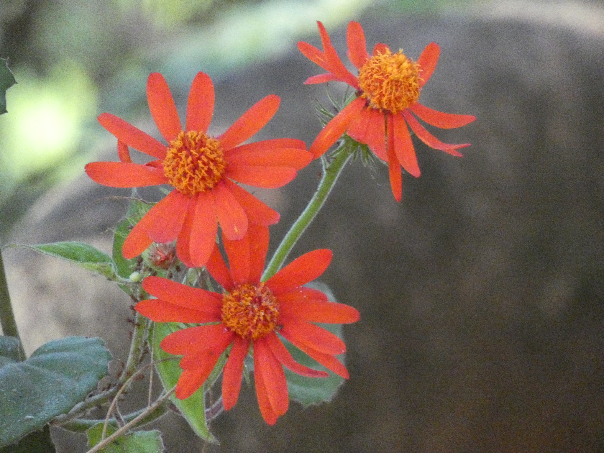 Photo of Pseudogynoxys benthamii (4/7)
