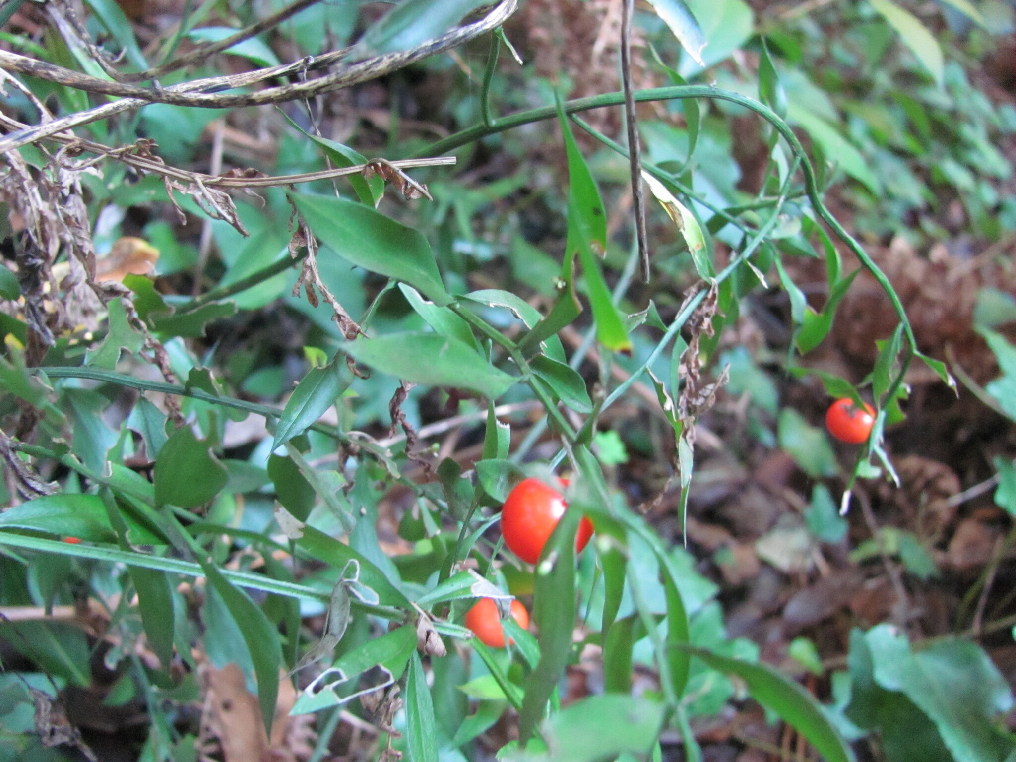 Photo of butcher's-broom (11/12)