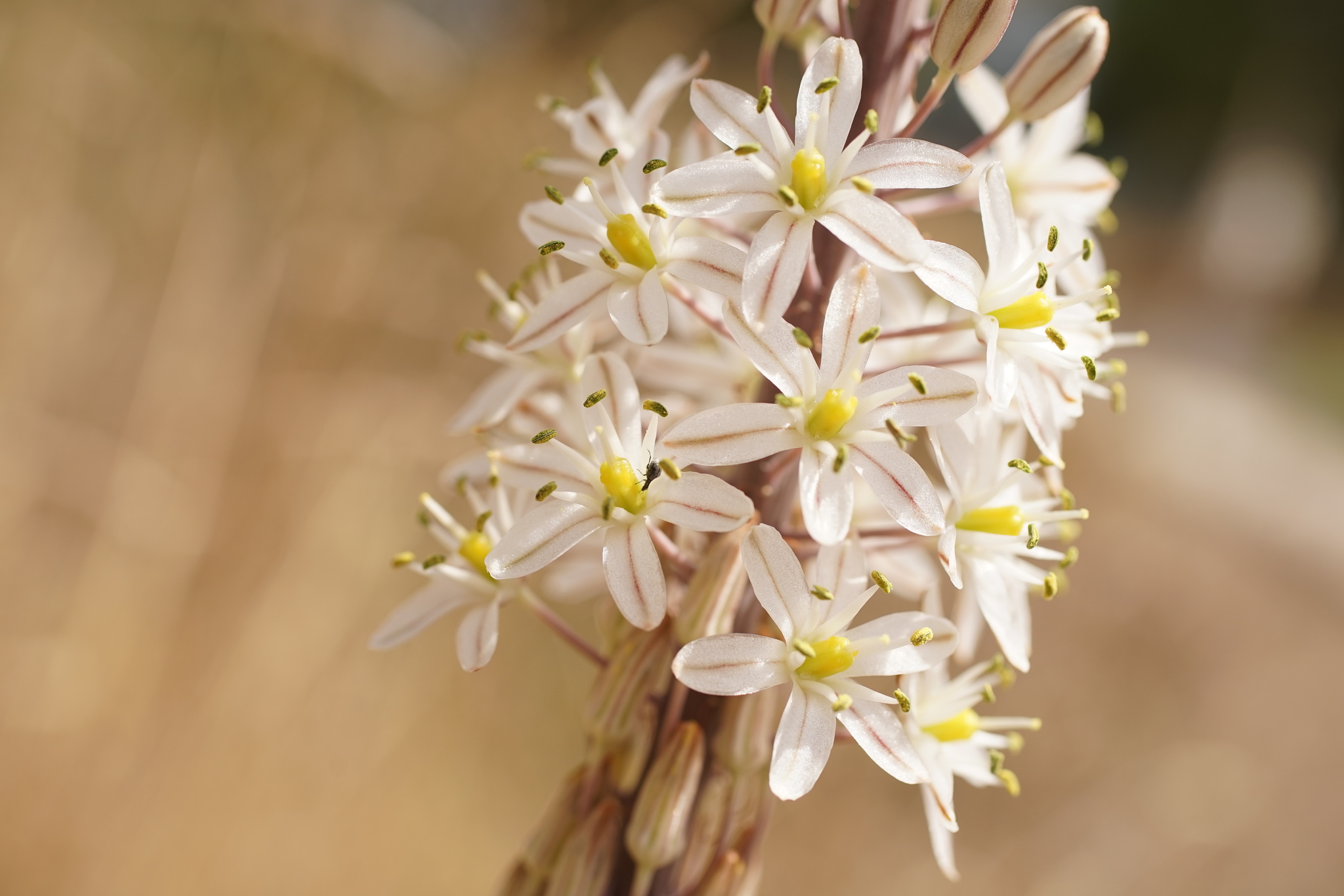 Photo of sea squill (5/10)