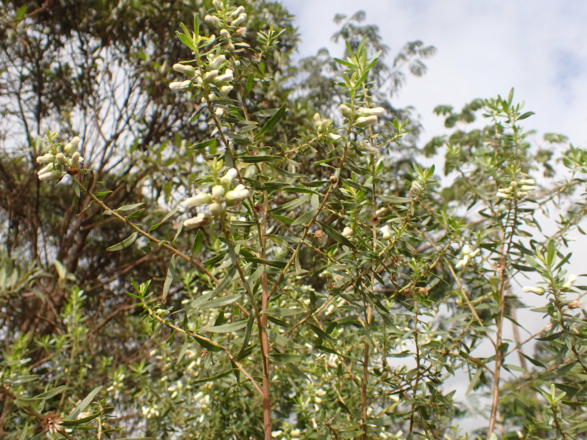 Photo of Baccharis dracunculifolia (4/12)