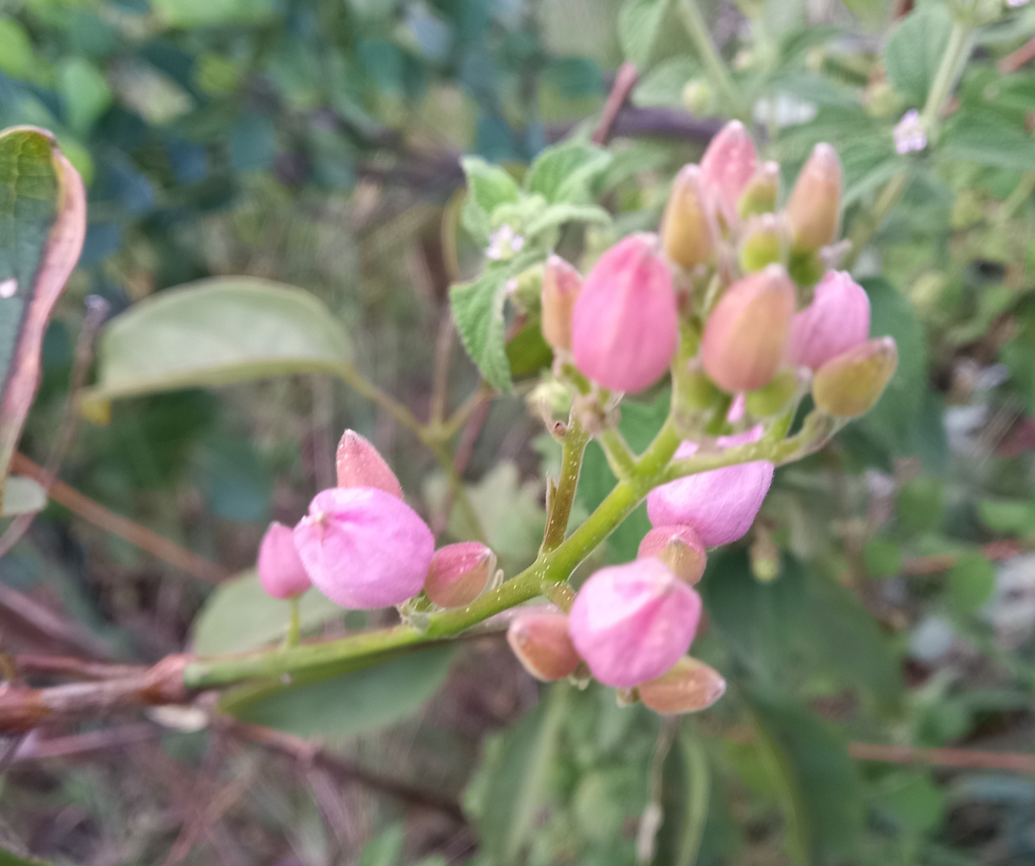Photo of Cuspidaria (2/5)