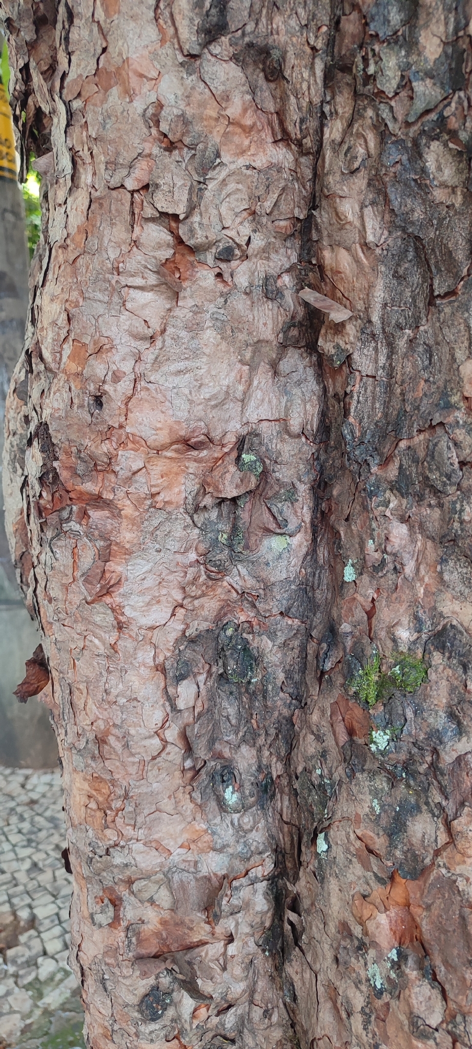 Photo of elephant apple (5/9)