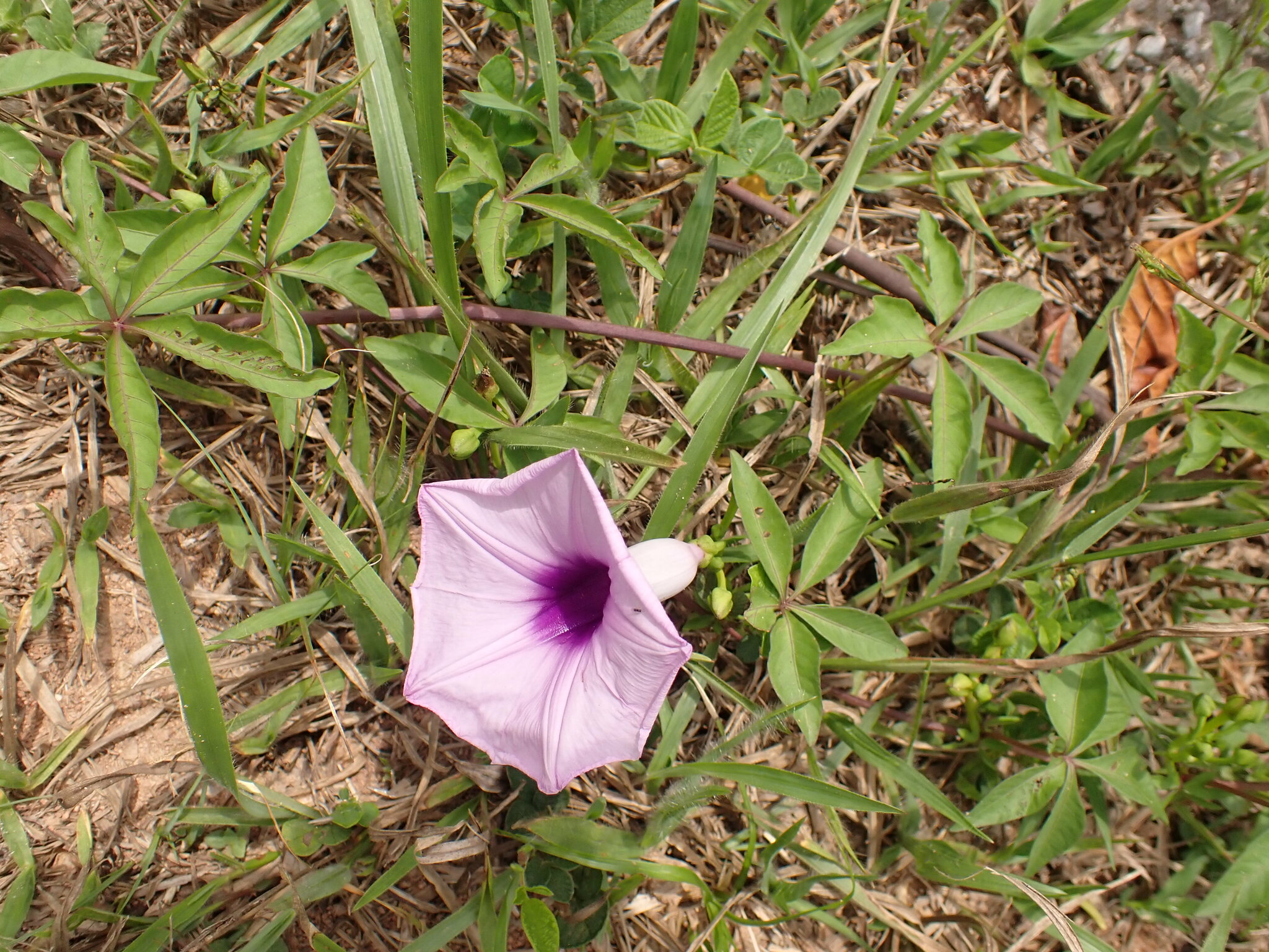 Photo of Mile-a-minute vine (6/12)