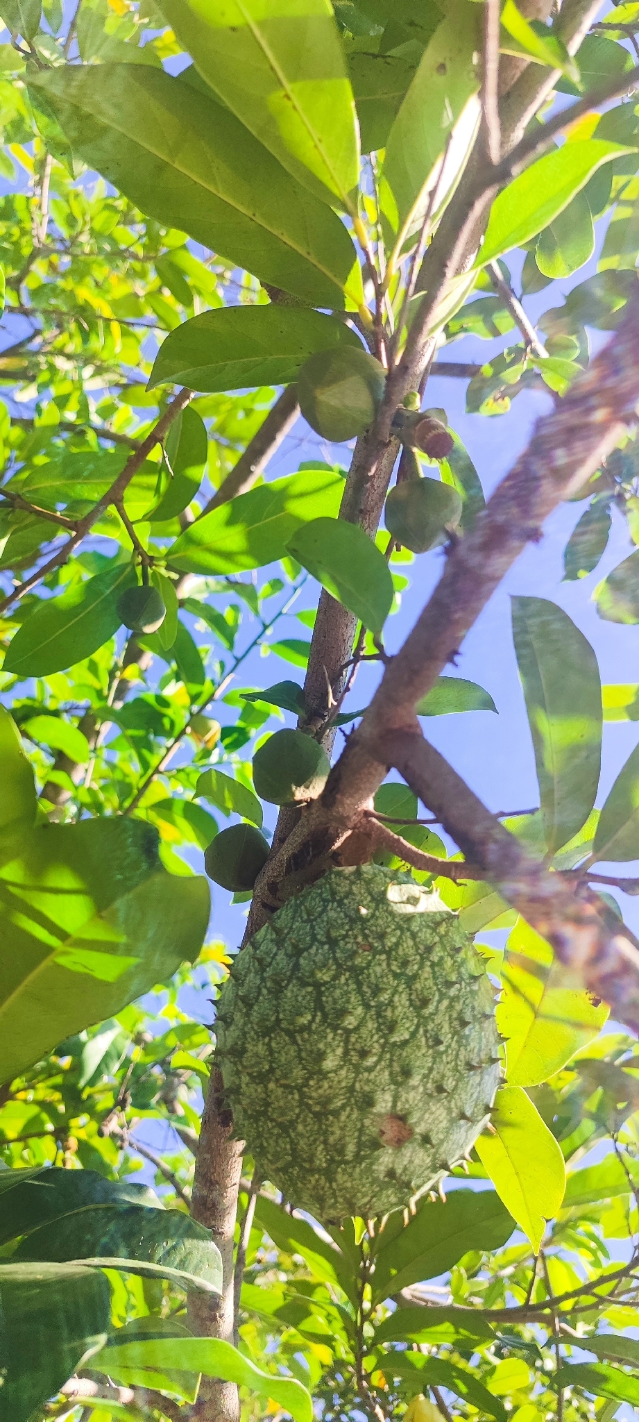 Photo of Soursop (2/11)
