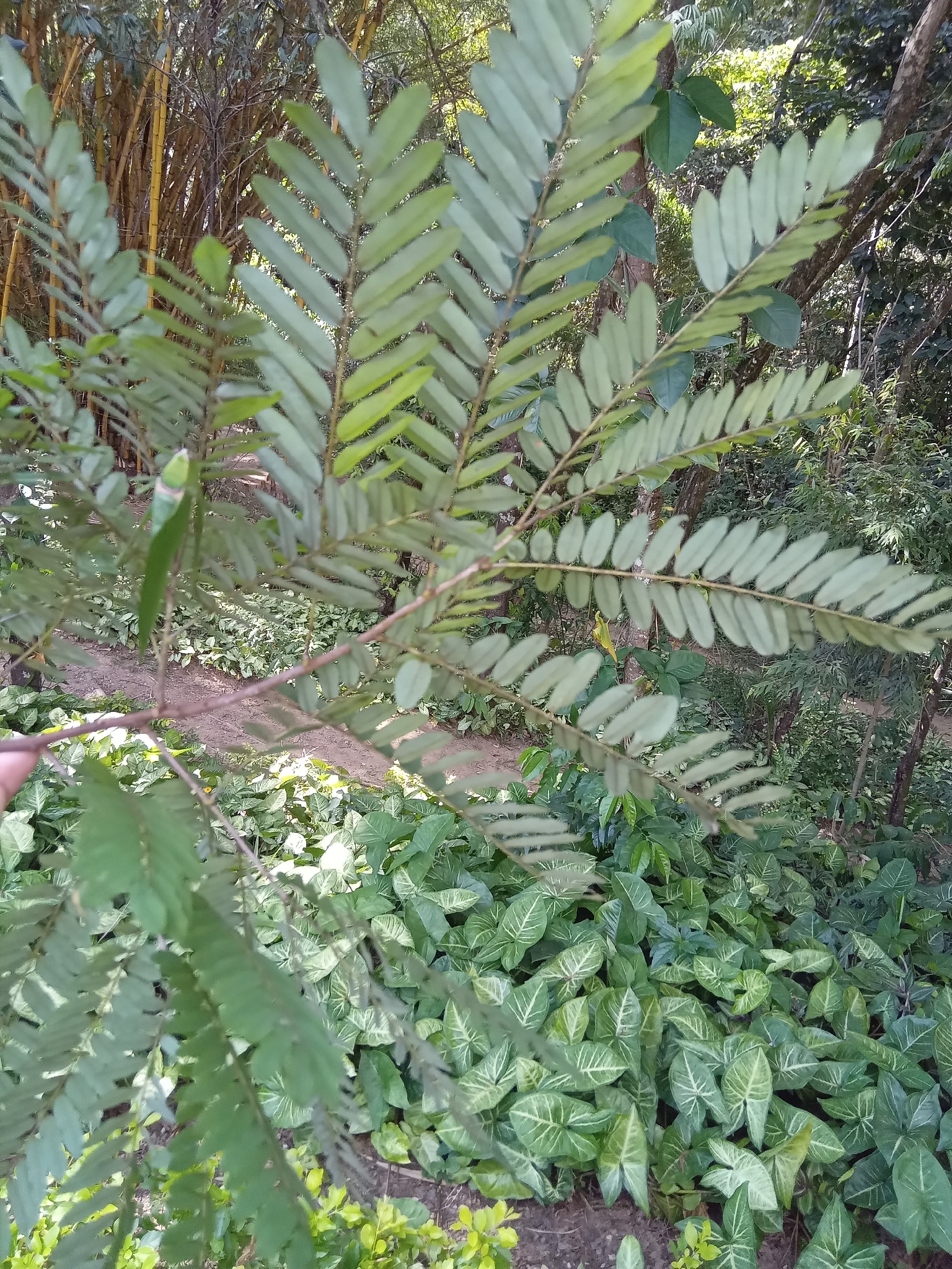 Photo of Dalbergia villosa (1/11)