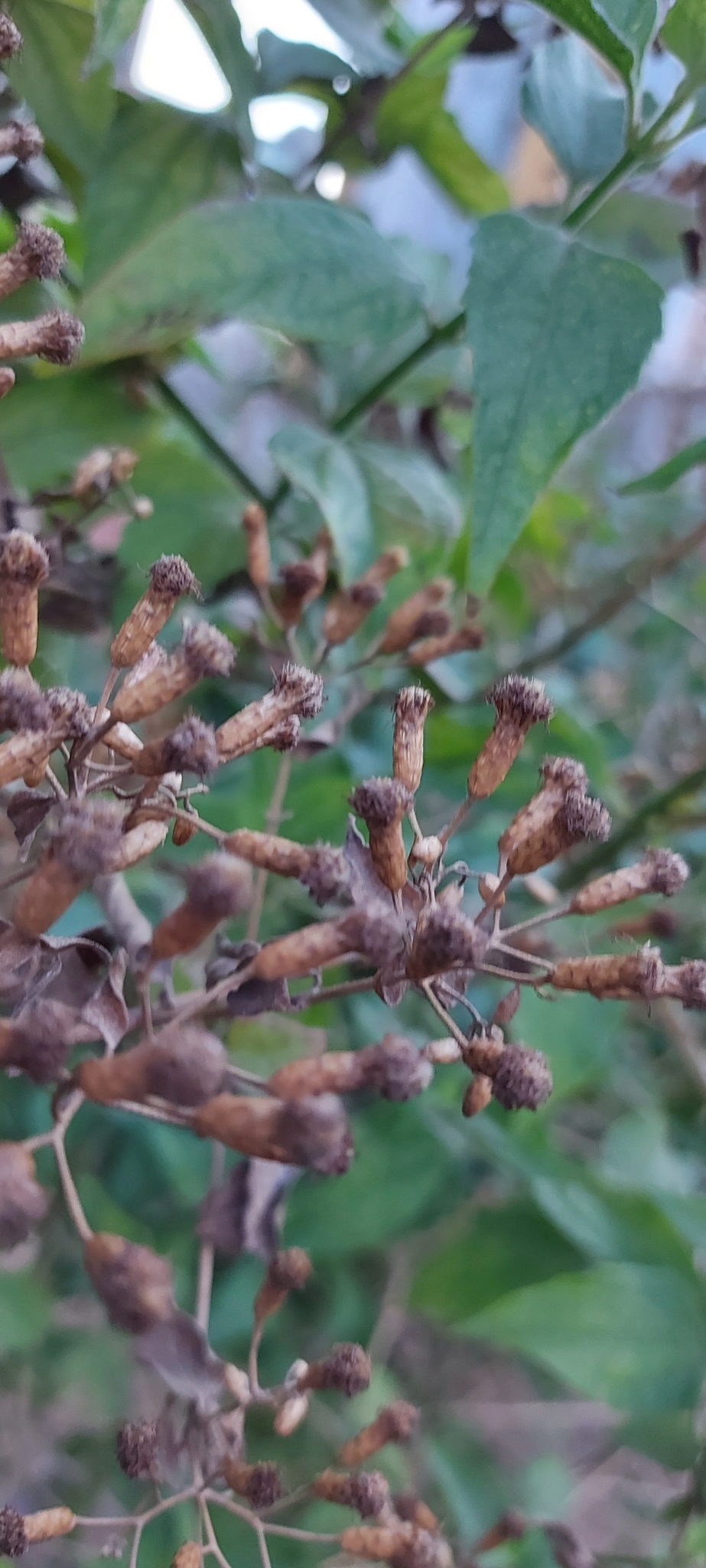 Photo of Siam weed (1/7)