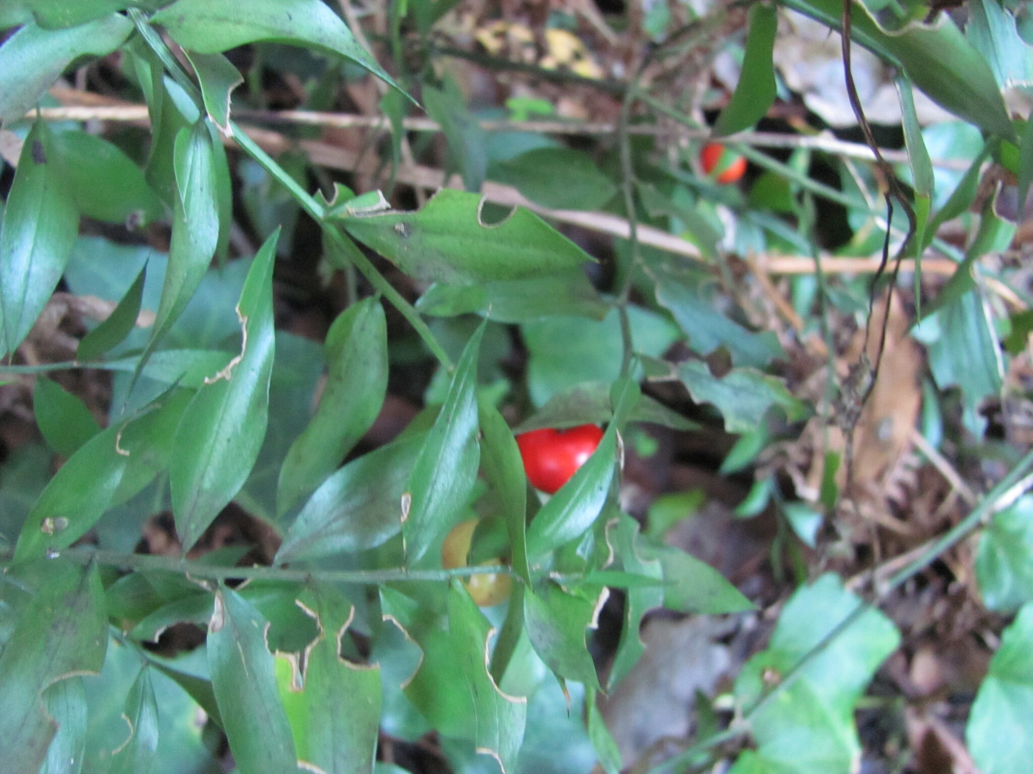 Photo of butcher's-broom (12/12)