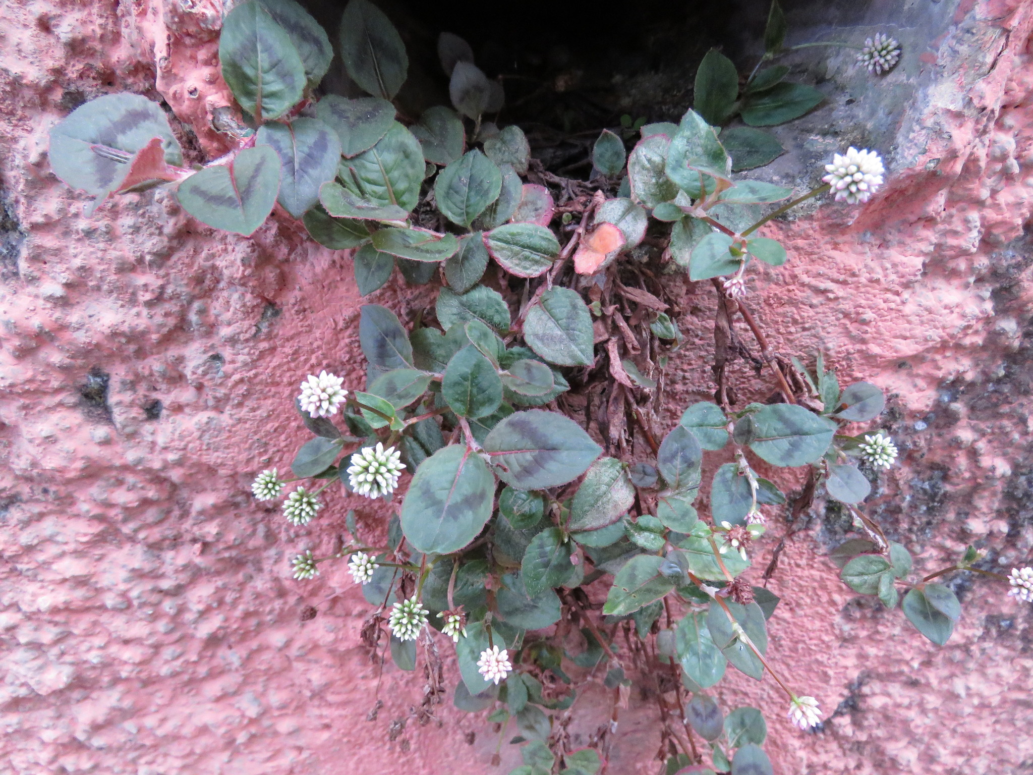 Photo of pink knotweed (8/8)