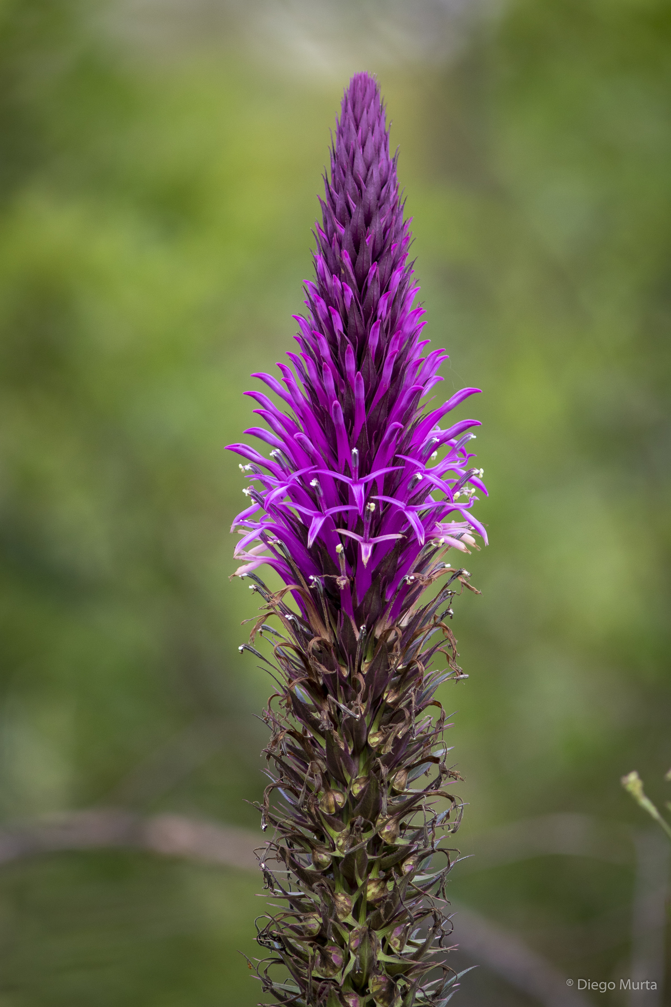 Photo of Flamingo Feather Flower (1/7)