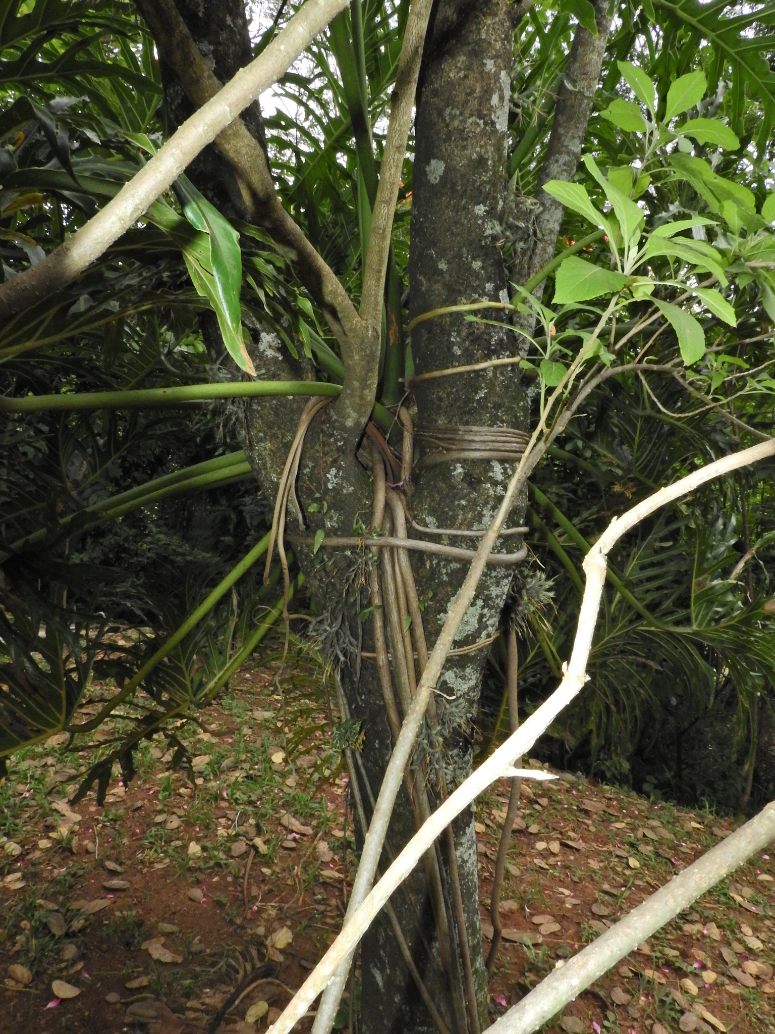 Photo of Tree Philodendron (5/7)
